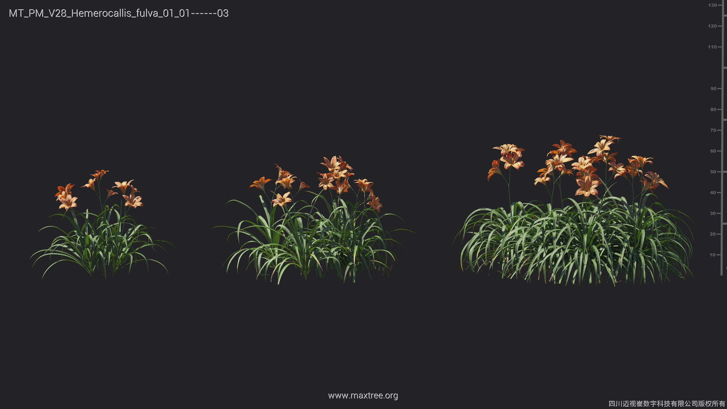 Maxtree Plant Models Vol 28 - Mesh 3D model_20