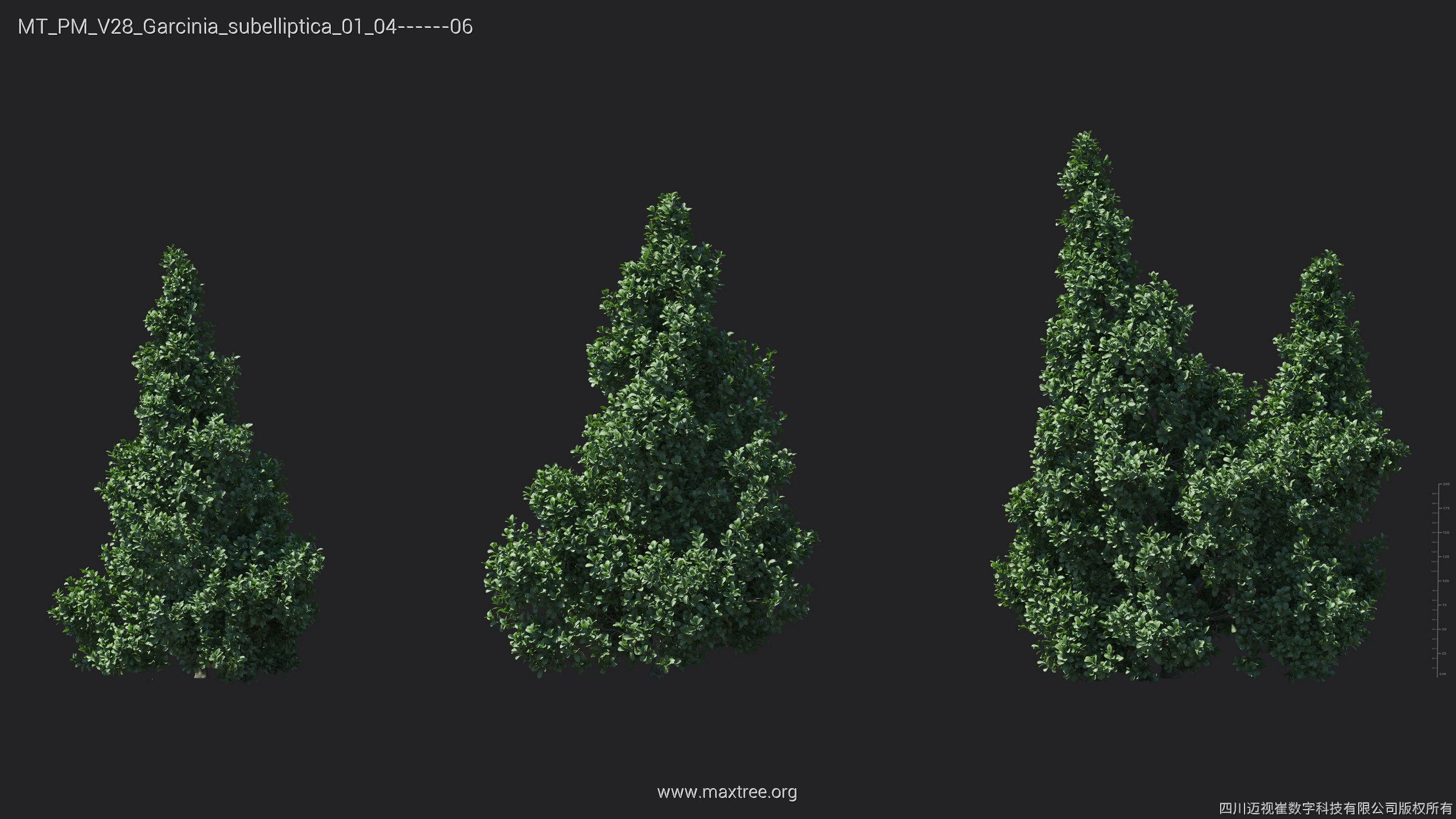 Maxtree Plant Models Vol 28 - Mesh 3D model_26