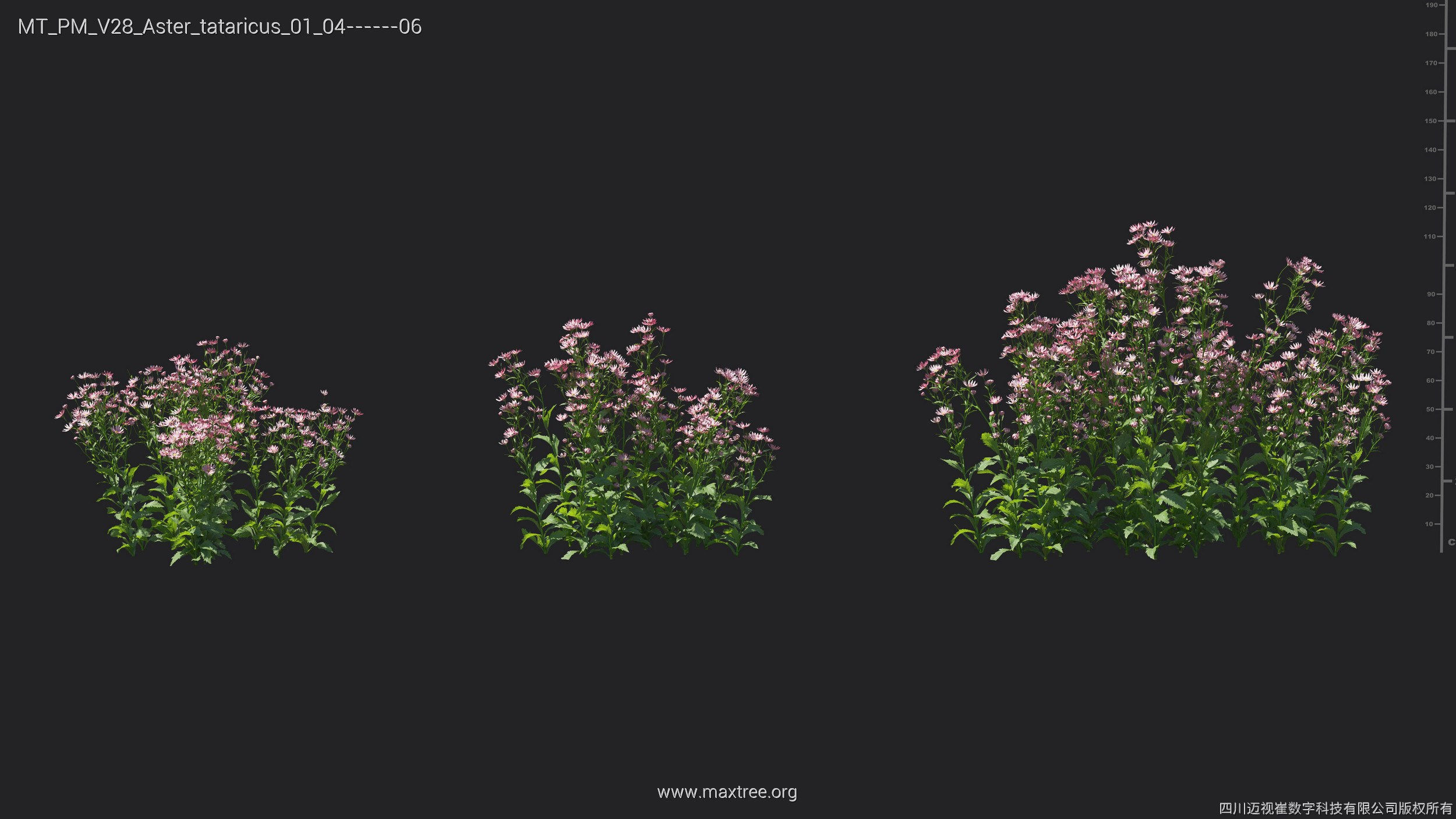 Maxtree Plant Models Vol 28 - Mesh 3D model_17