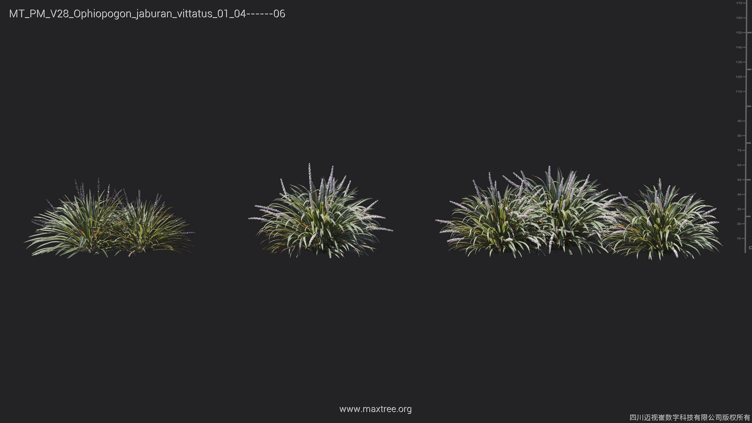 Maxtree Plant Models Vol 28 - Mesh 3D model_16