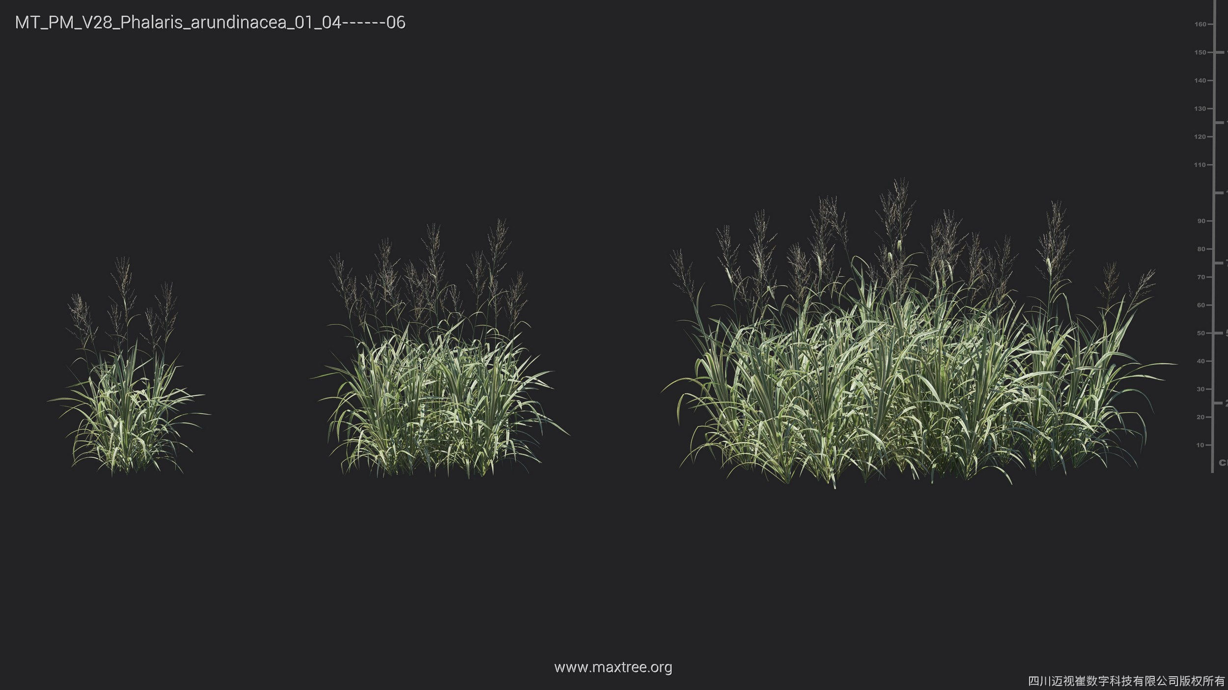 Maxtree Plant Models Vol 28 - Mesh 3D model_11