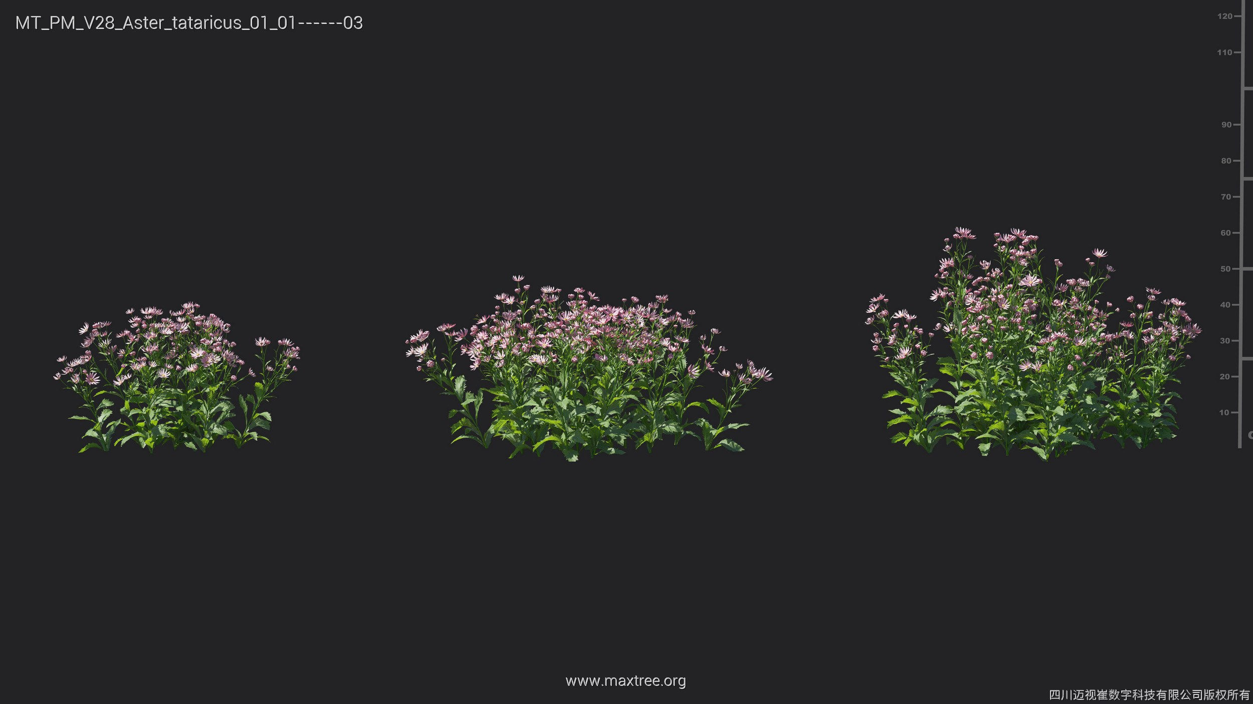 Maxtree Plant Models Vol 28 - Mesh 3D model_12