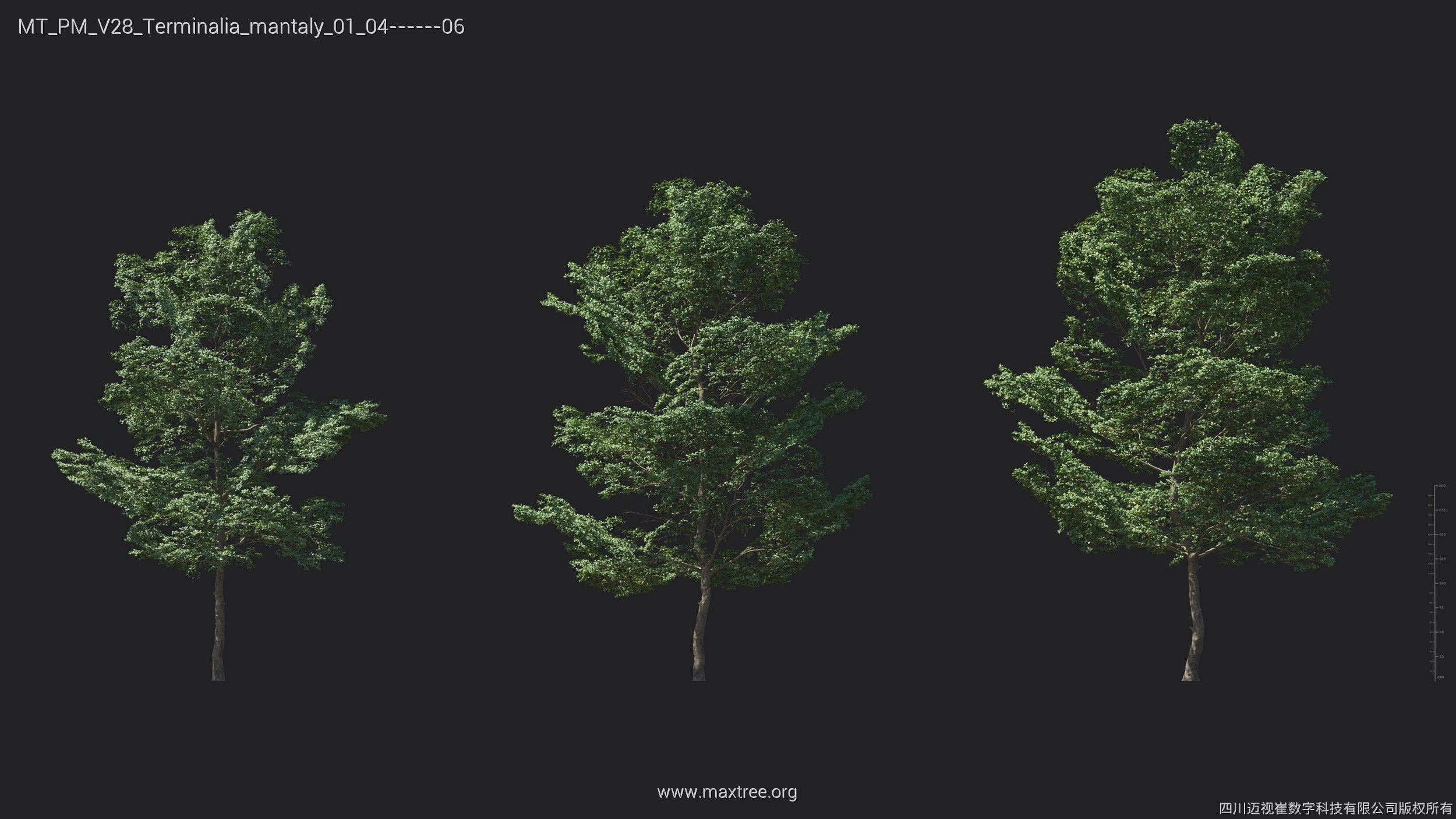 Maxtree Plant Models Vol 28 - Mesh 3D model_13