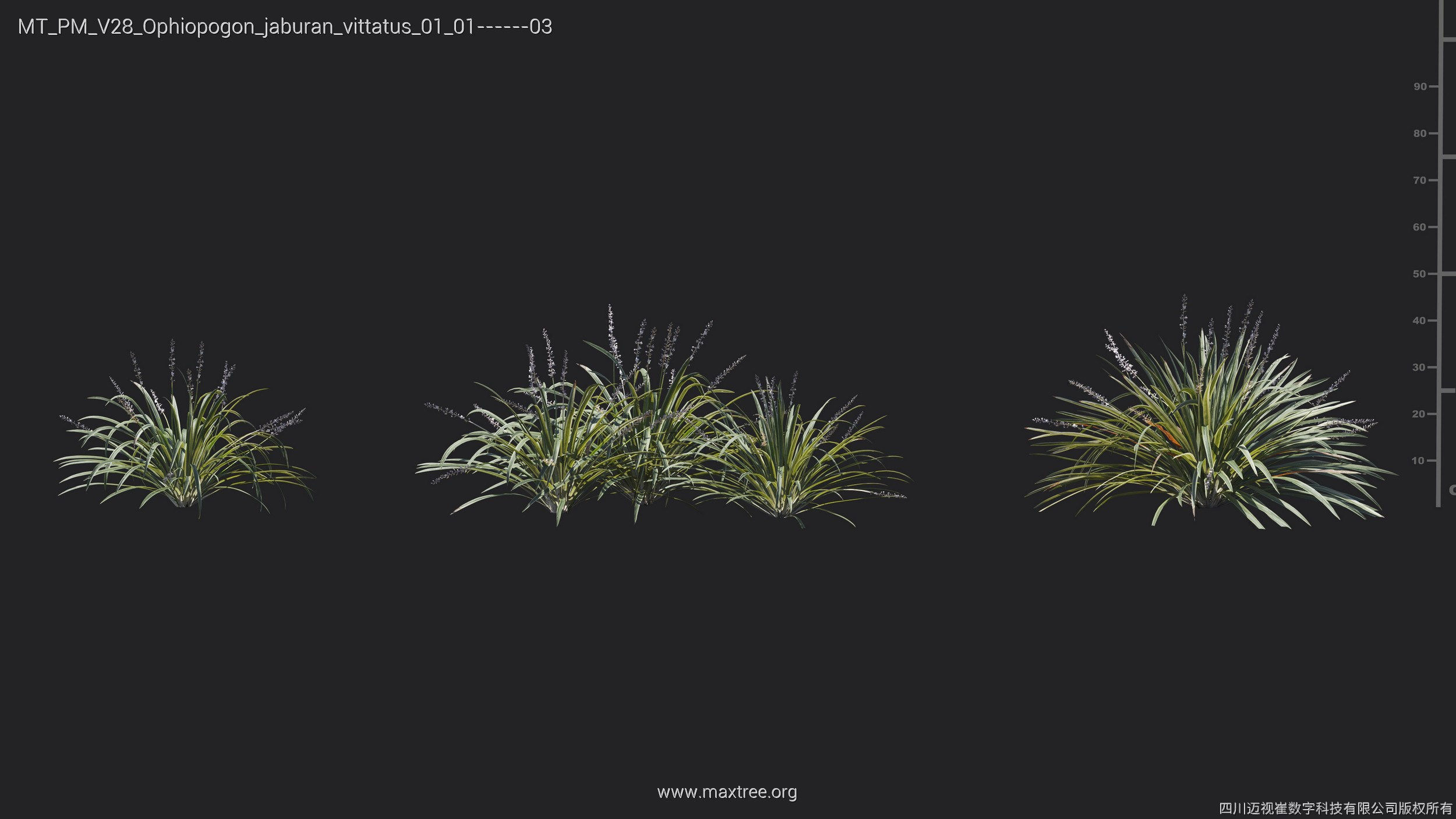Maxtree Plant Models Vol 28 - Mesh 3D model_15