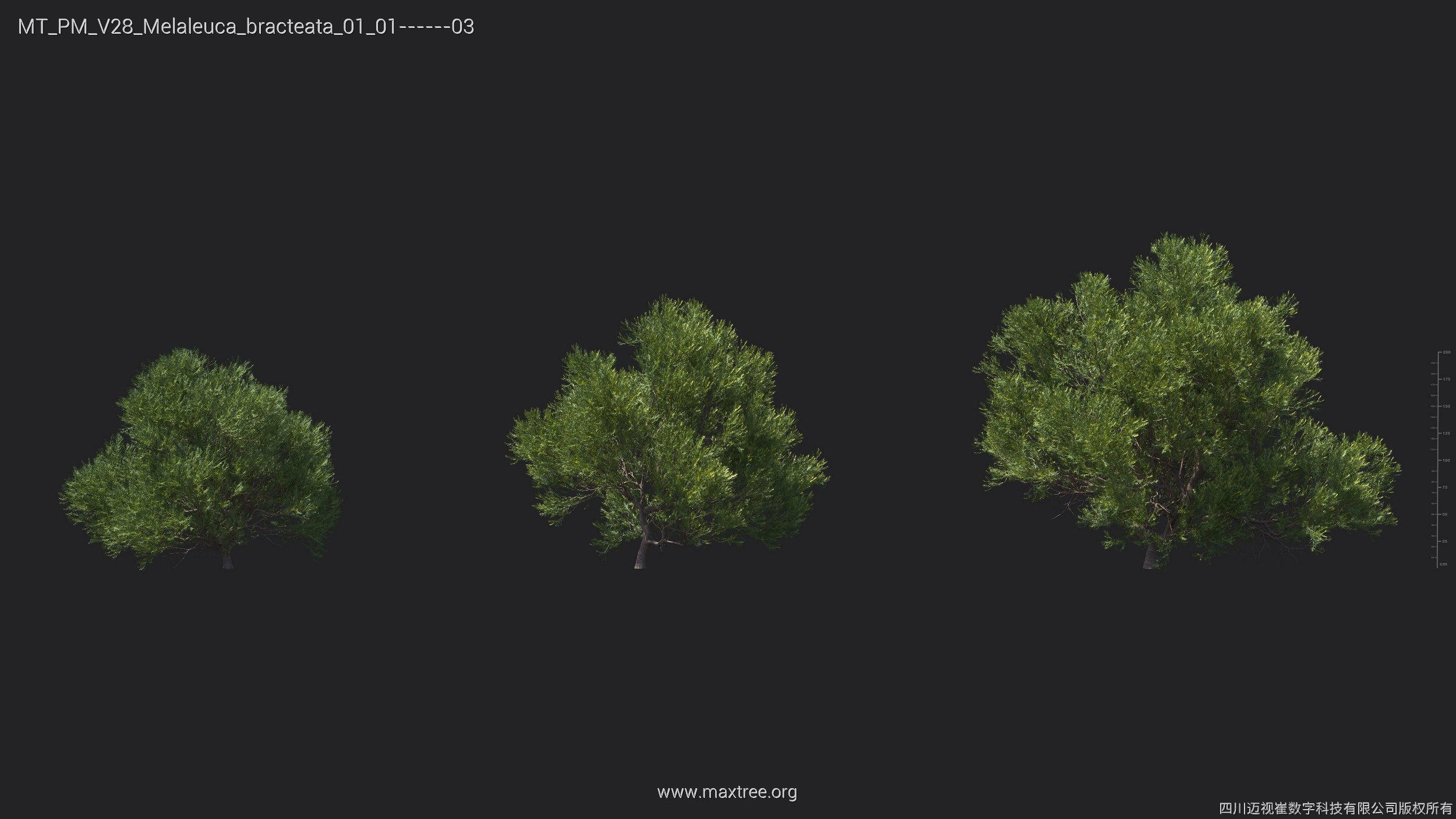Maxtree Plant Models Vol 28 - Mesh 3D model_23