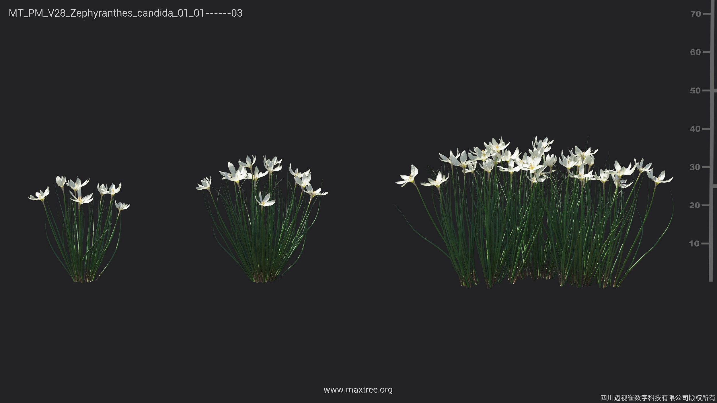 Maxtree Plant Models Vol 28 - Mesh 3D model_7