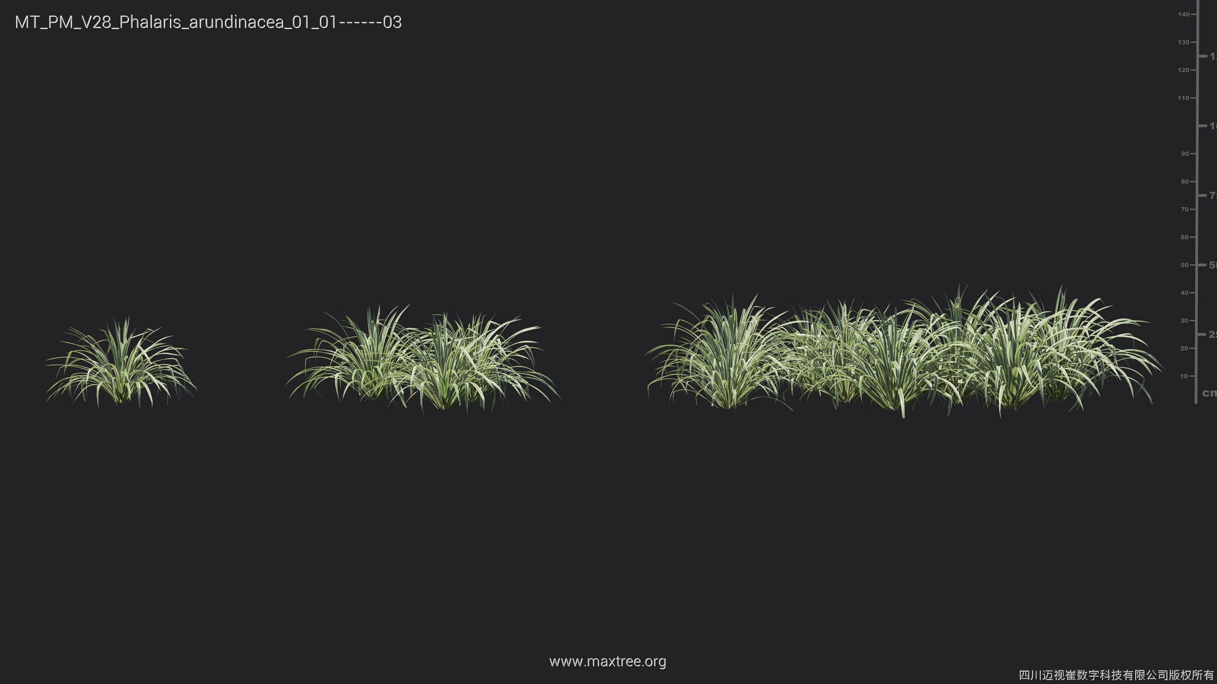 Maxtree Plant Models Vol 28 - Mesh 3D model_18