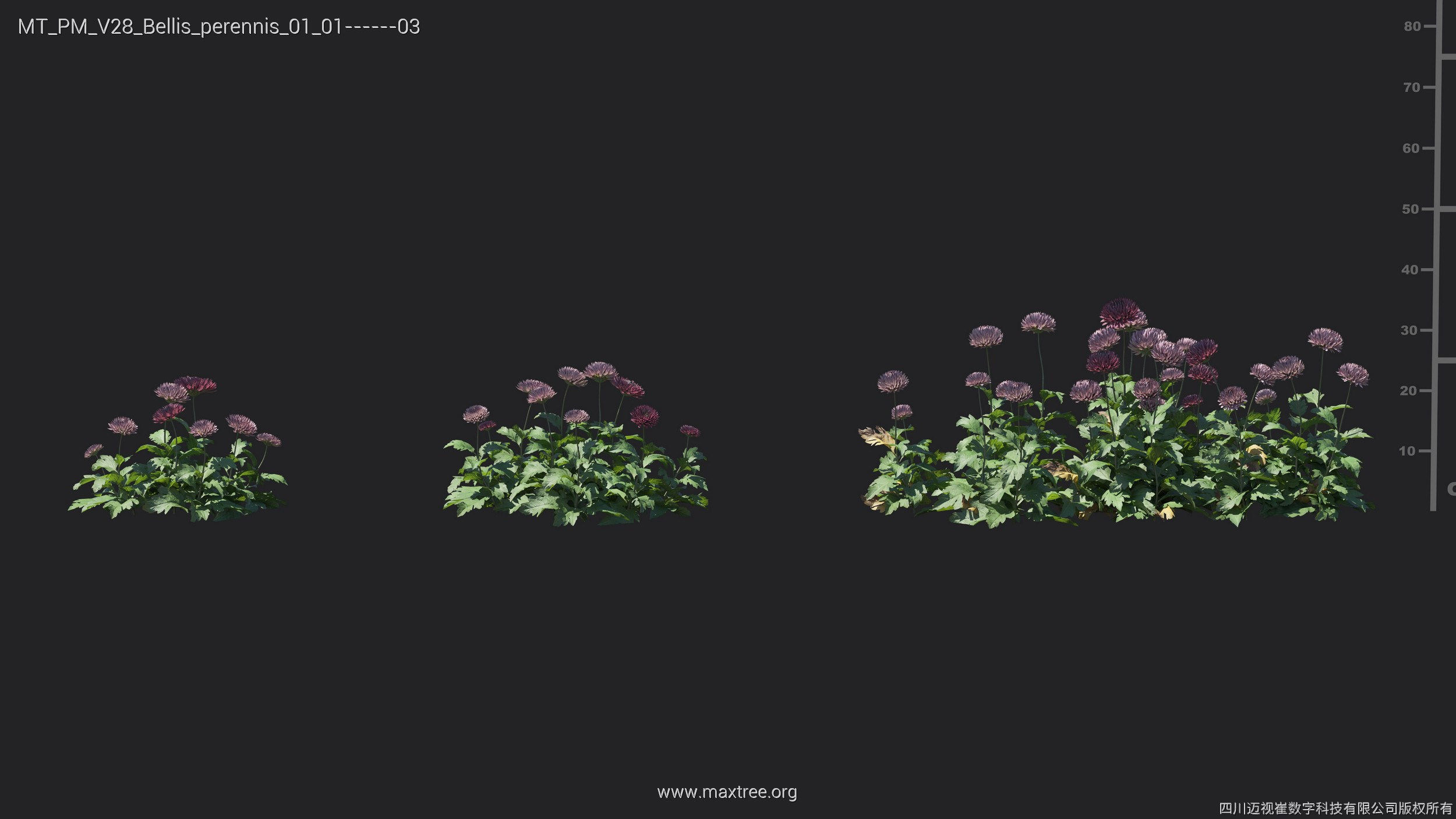 Maxtree Plant Models Vol 28 - Mesh 3D model_6