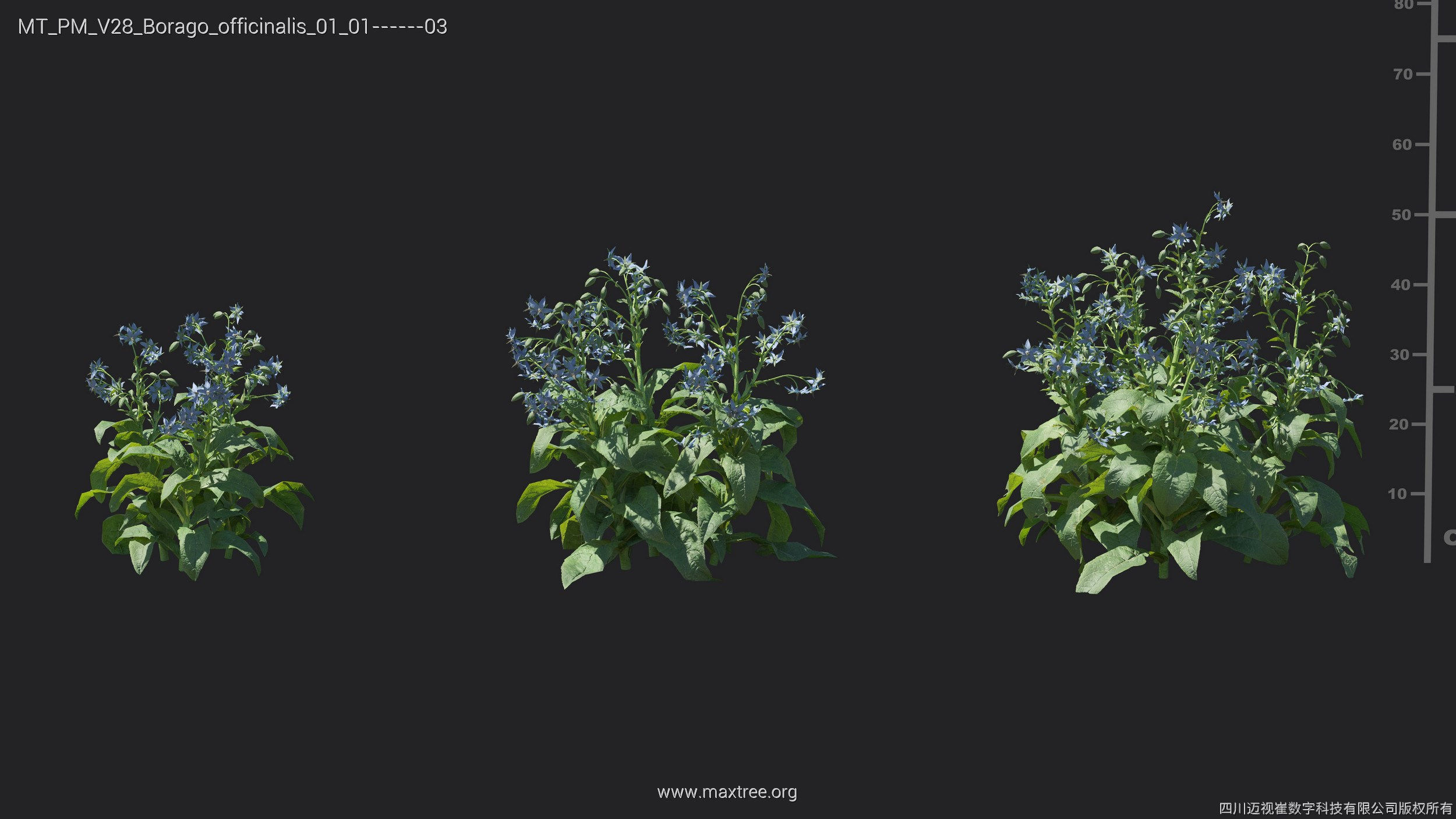 Maxtree Plant Models Vol 28 - Mesh 3D model_21