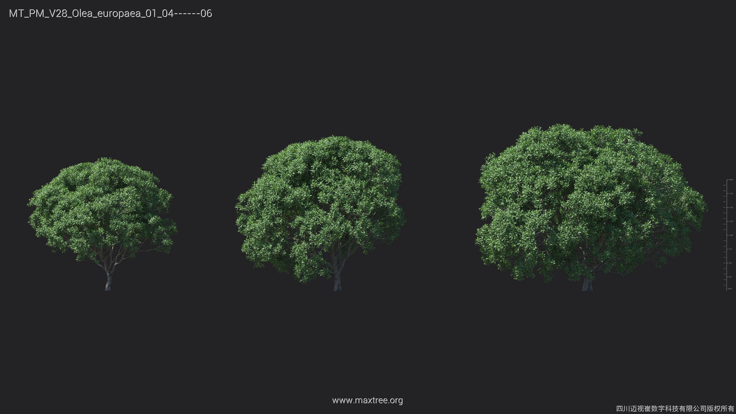 Maxtree Plant Models Vol 28 - Mesh 3D model_25