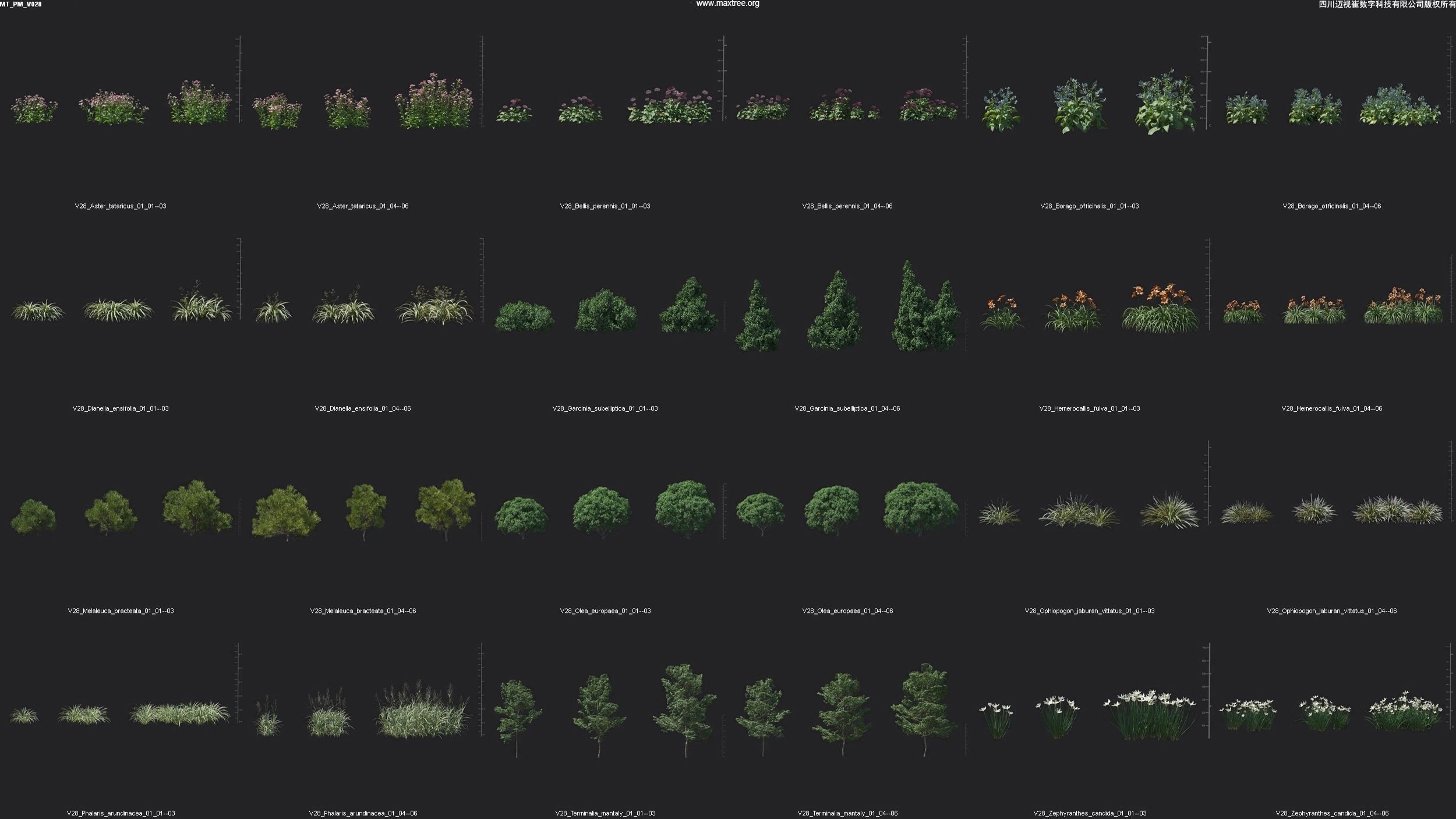 Maxtree Plant Models Vol 28 - Mesh 3D model_3