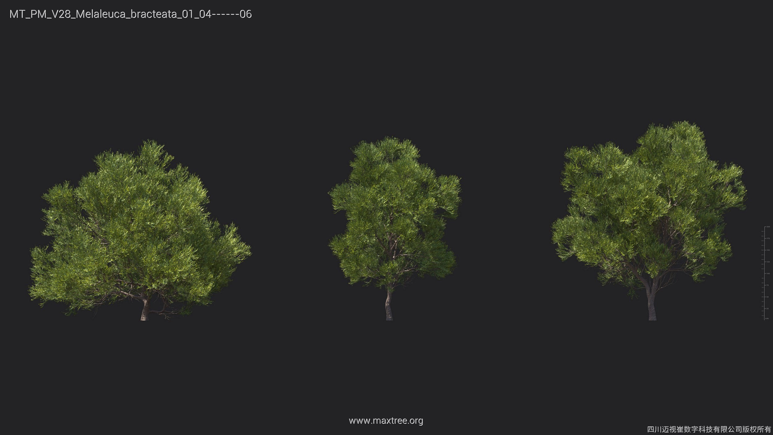Maxtree Plant Models Vol 28 - Mesh 3D model_22