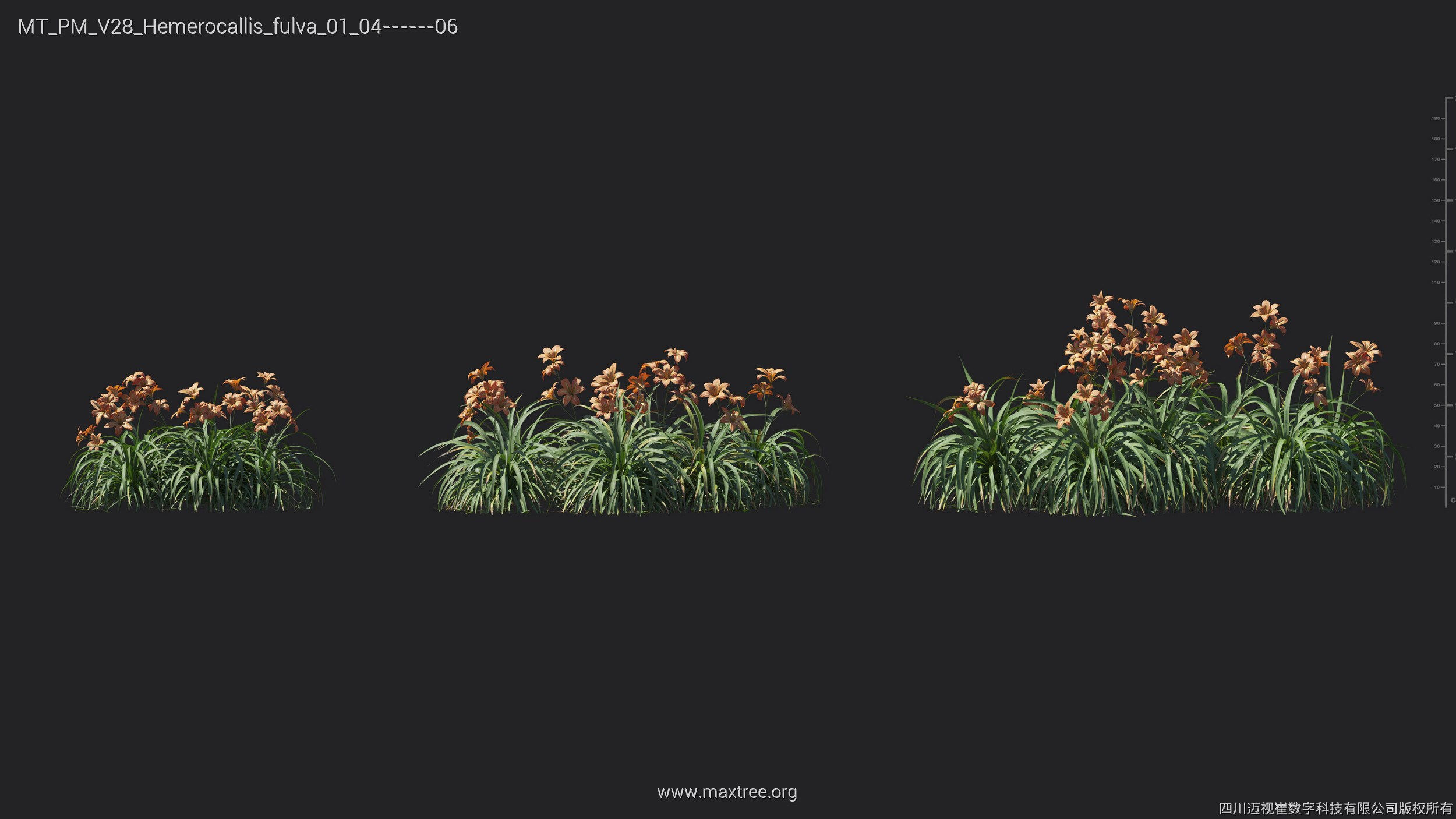 Maxtree Plant Models Vol 28 - Mesh 3D model_19