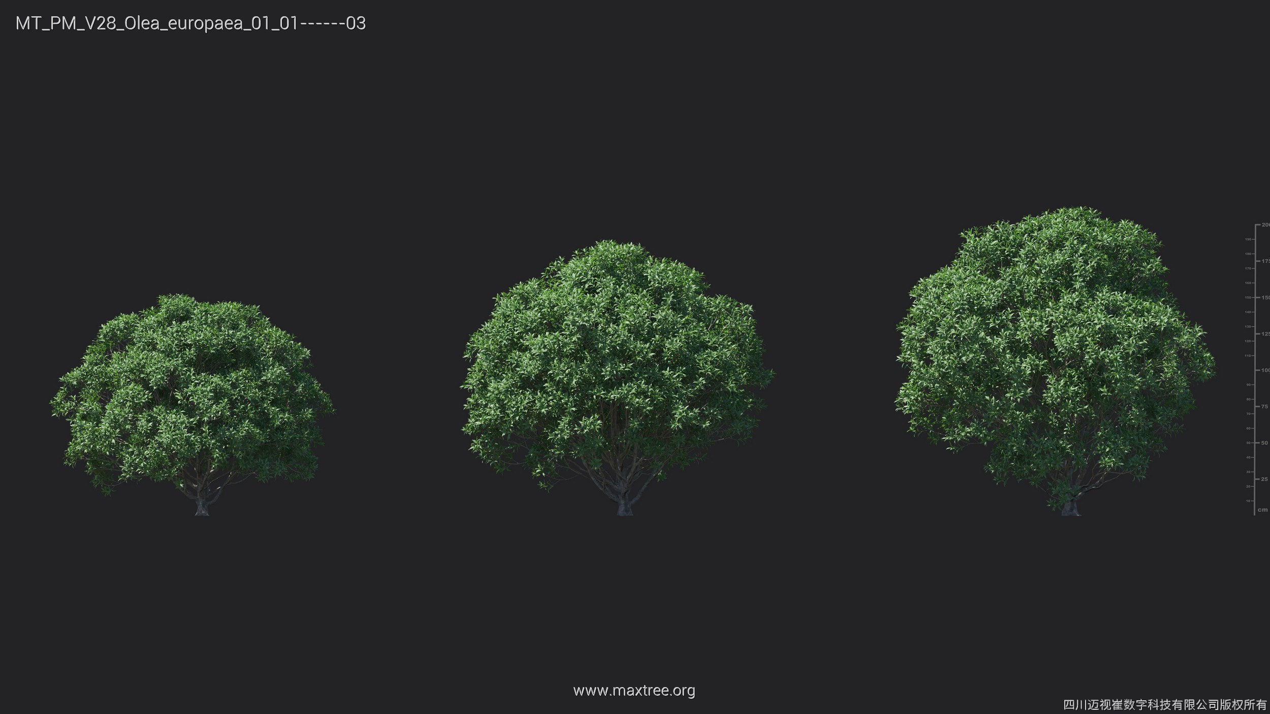 Maxtree Plant Models Vol 28 - Mesh 3D model_24
