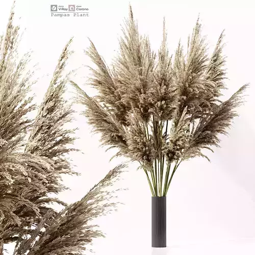 pampas plant