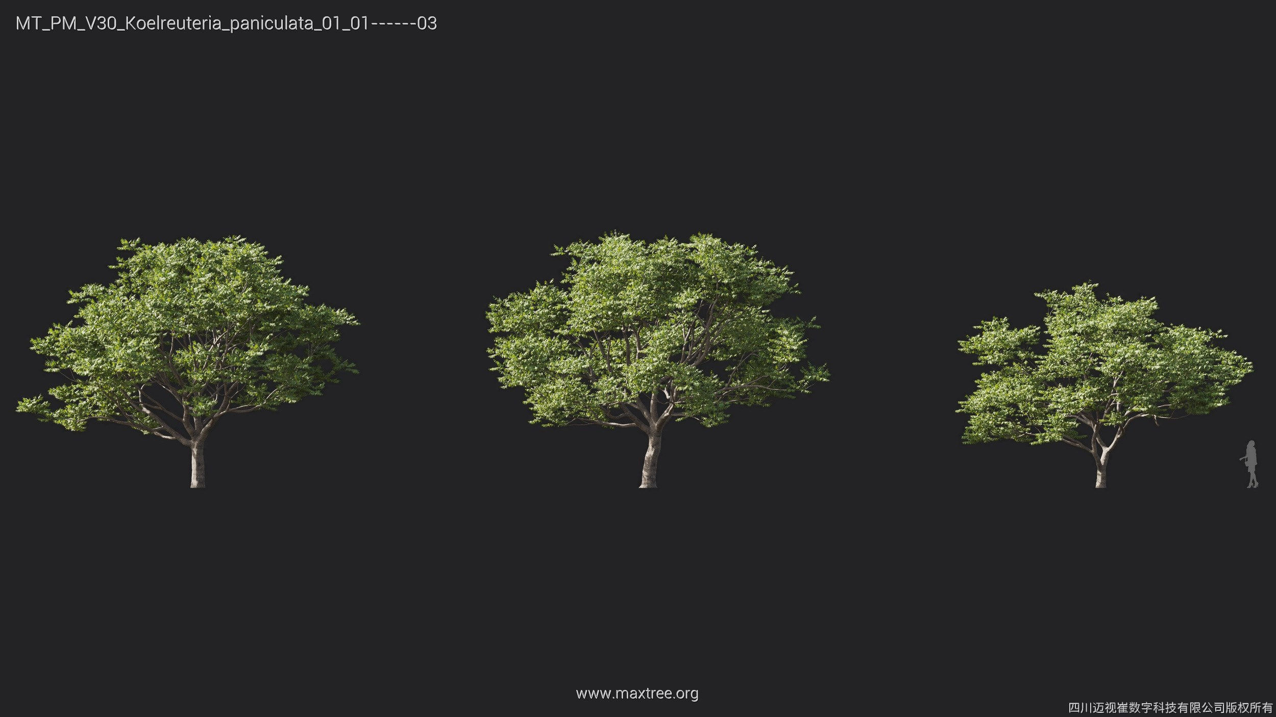 Maxtree Plant Models Vol 30 - Mesh 3D model_10