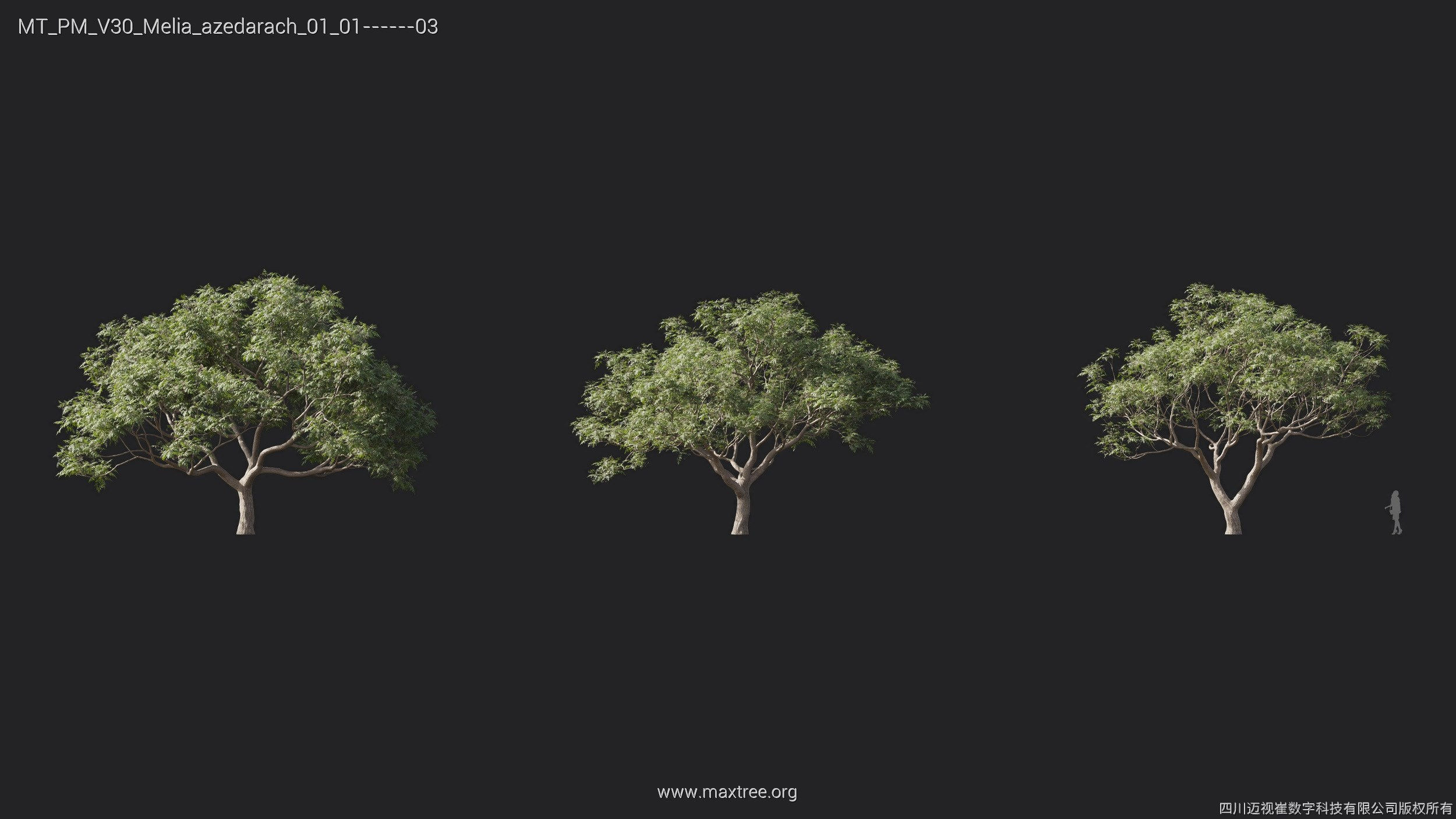 Maxtree Plant Models Vol 30 - Mesh 3D model_16