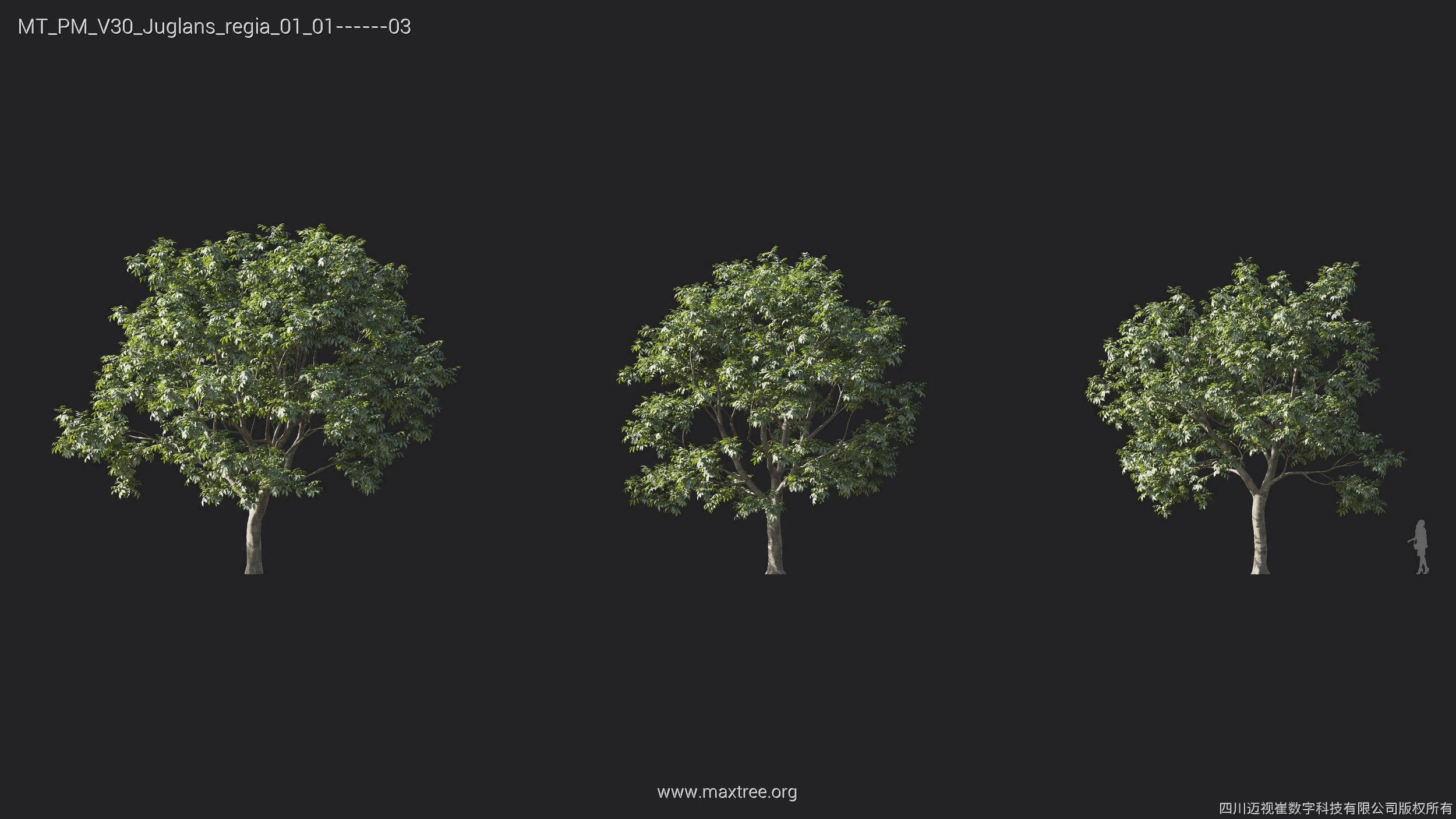 Maxtree Plant Models Vol 30 - Mesh 3D model_8