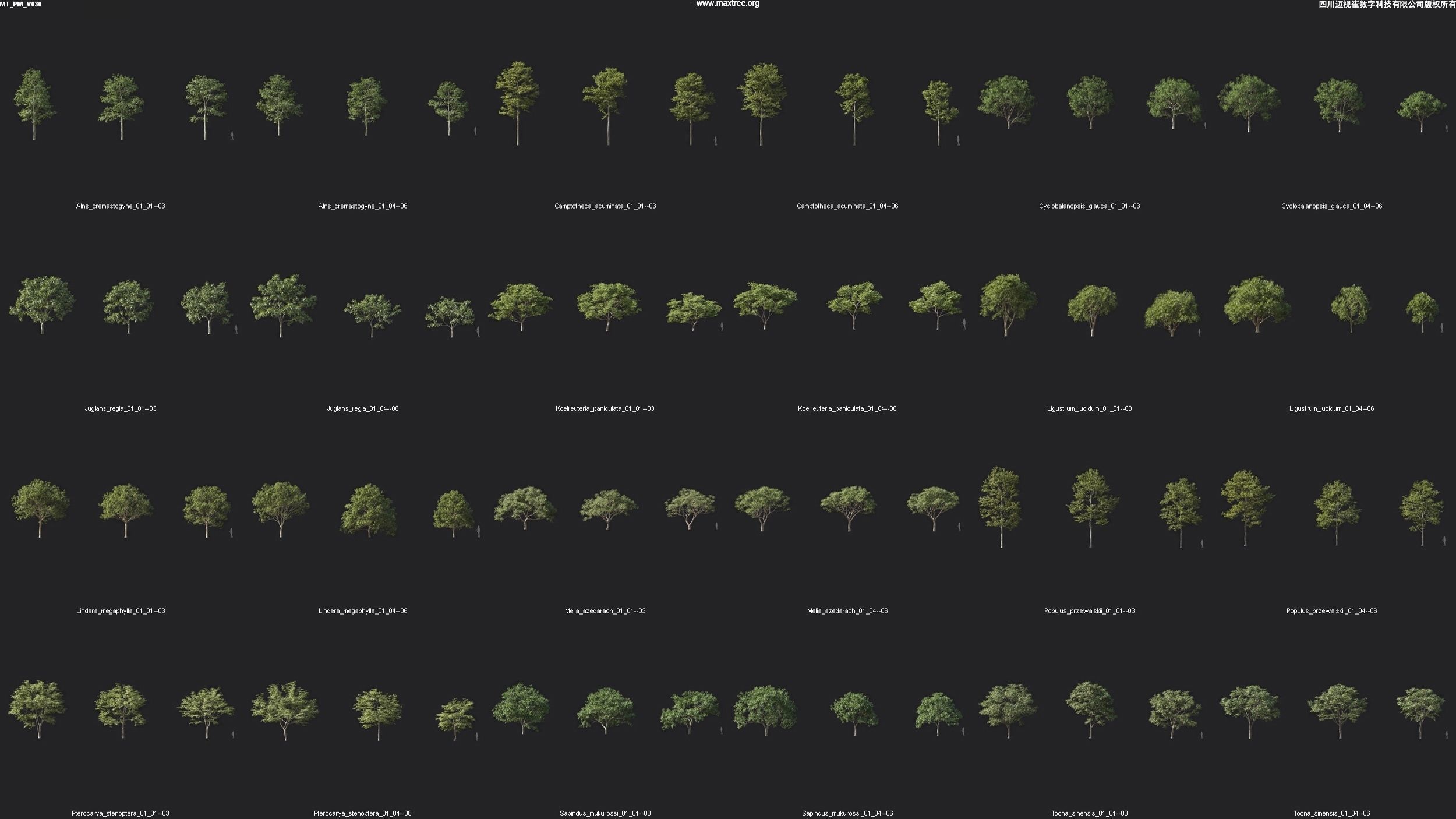 Maxtree Plant Models Vol 30 - Mesh 3D model_1