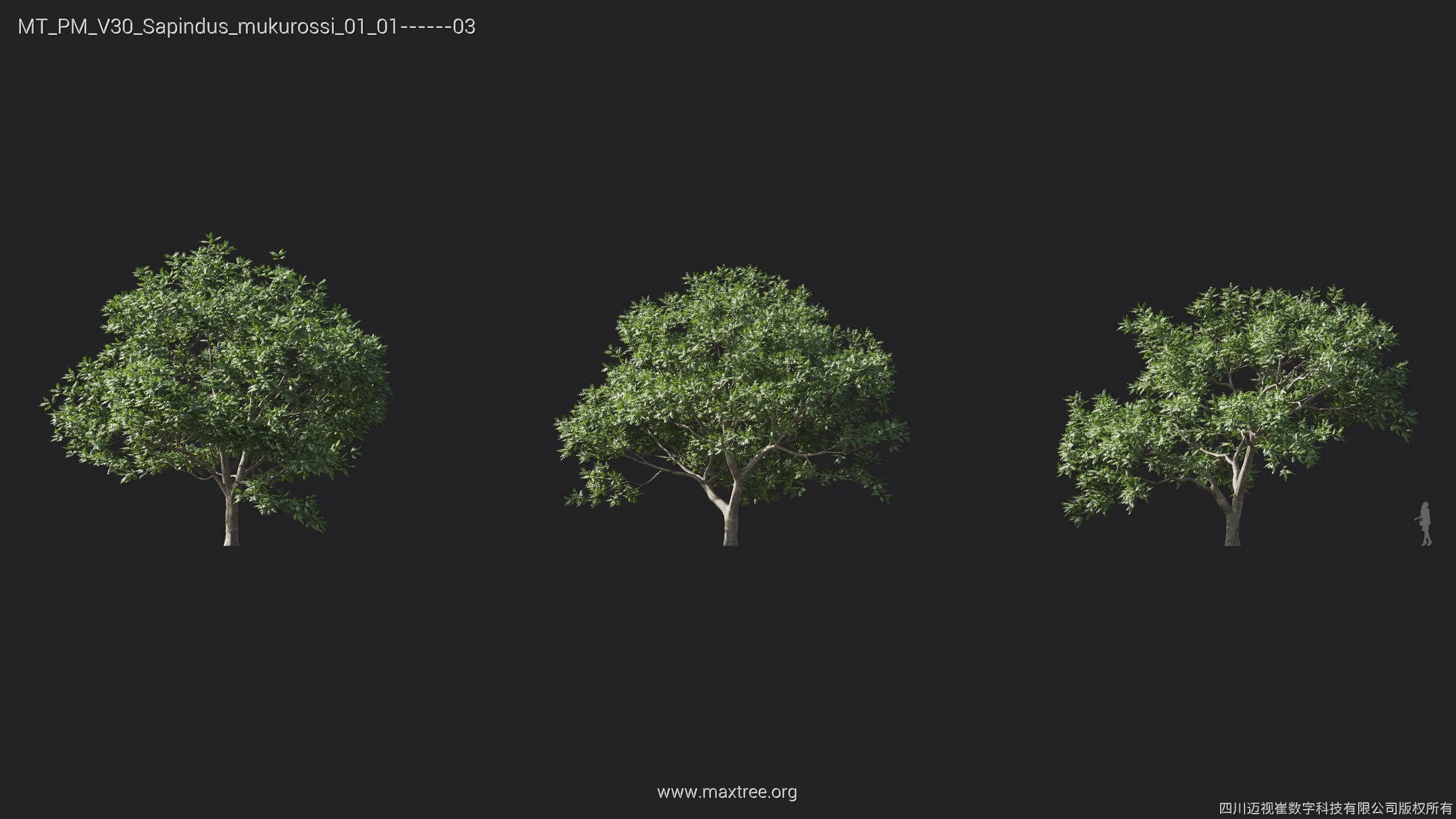 Maxtree Plant Models Vol 30 - Mesh 3D model_22