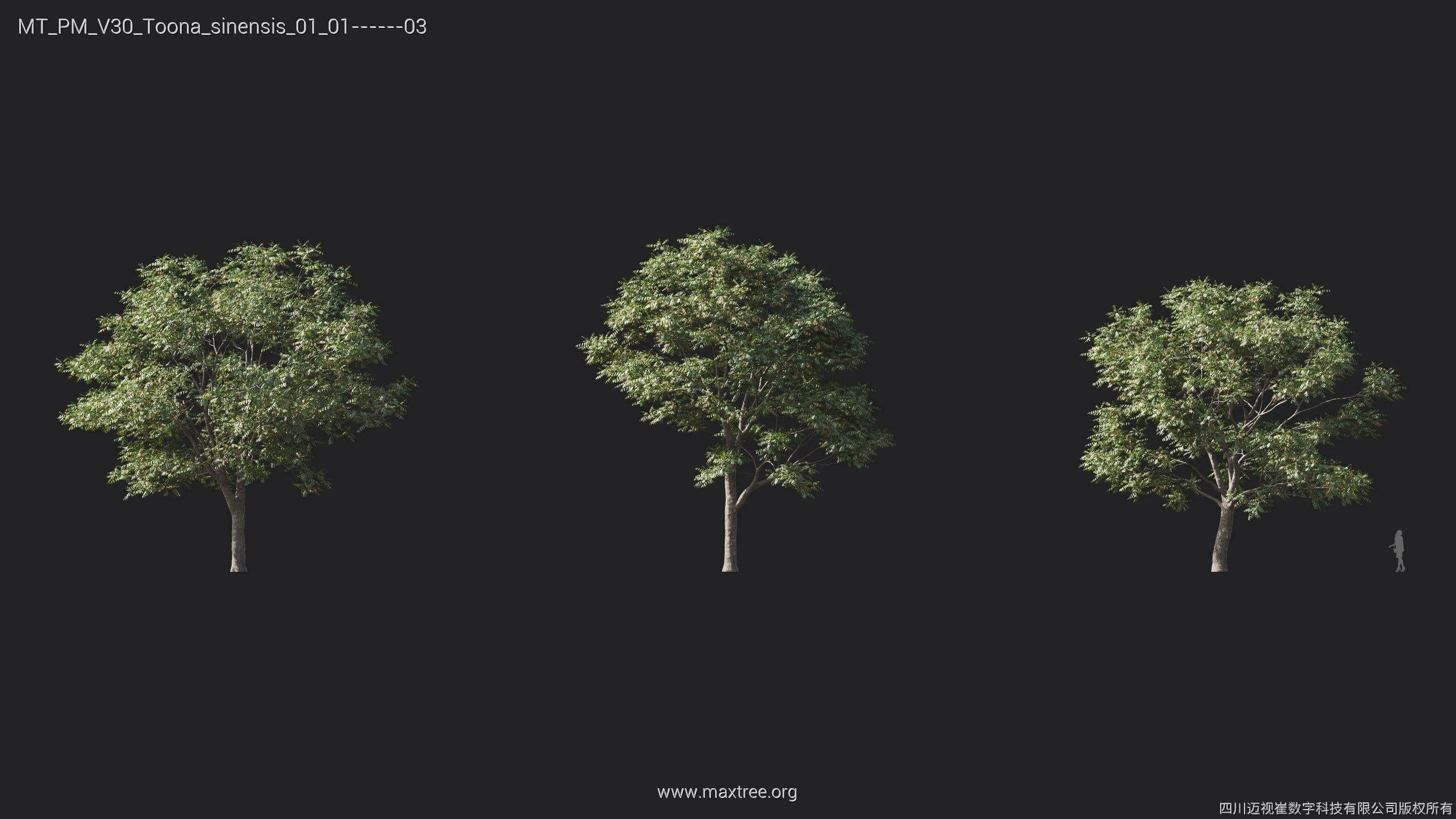 Maxtree Plant Models Vol 30 - Mesh 3D model_24