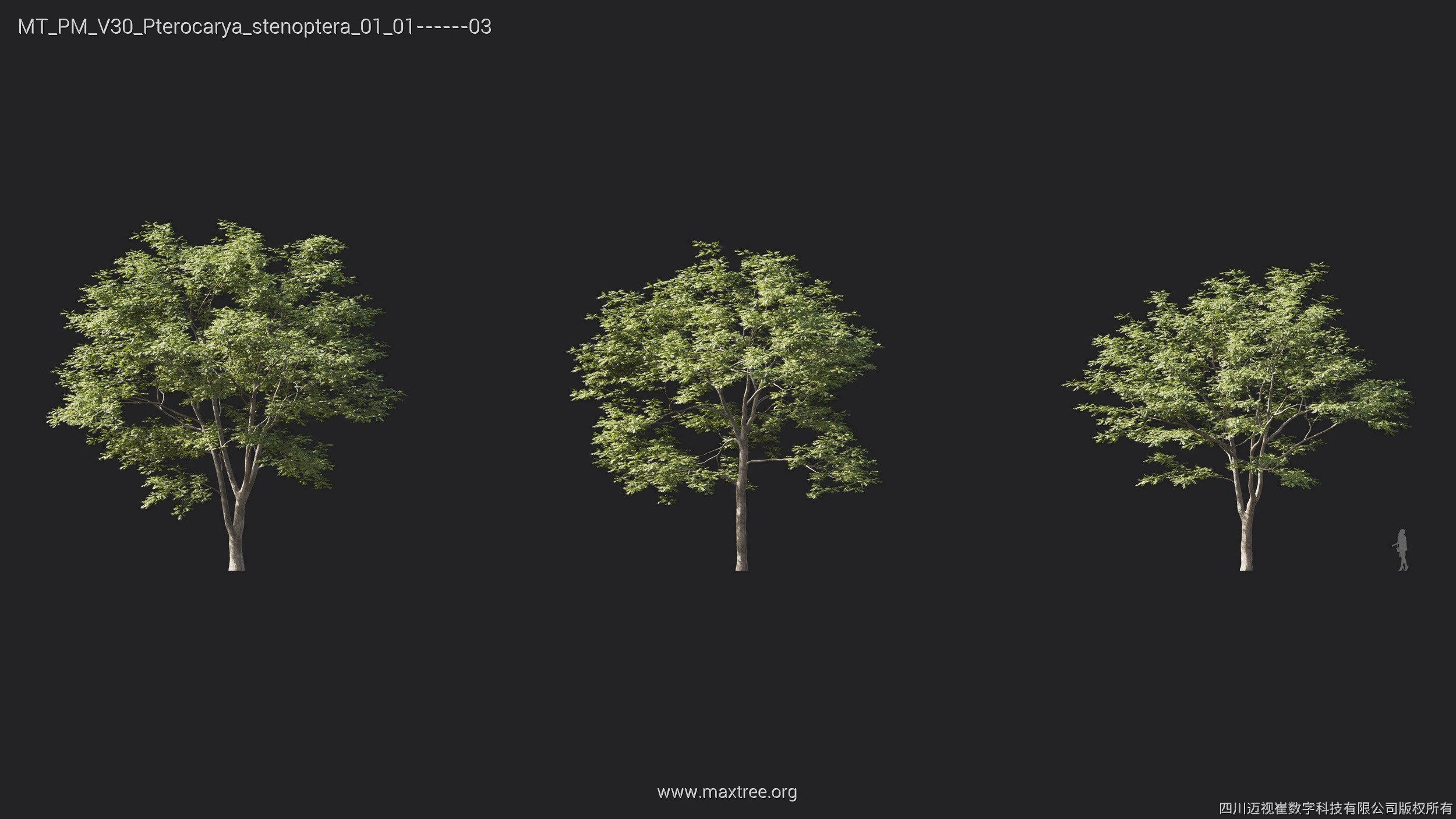 Maxtree Plant Models Vol 30 - Mesh 3D model_20