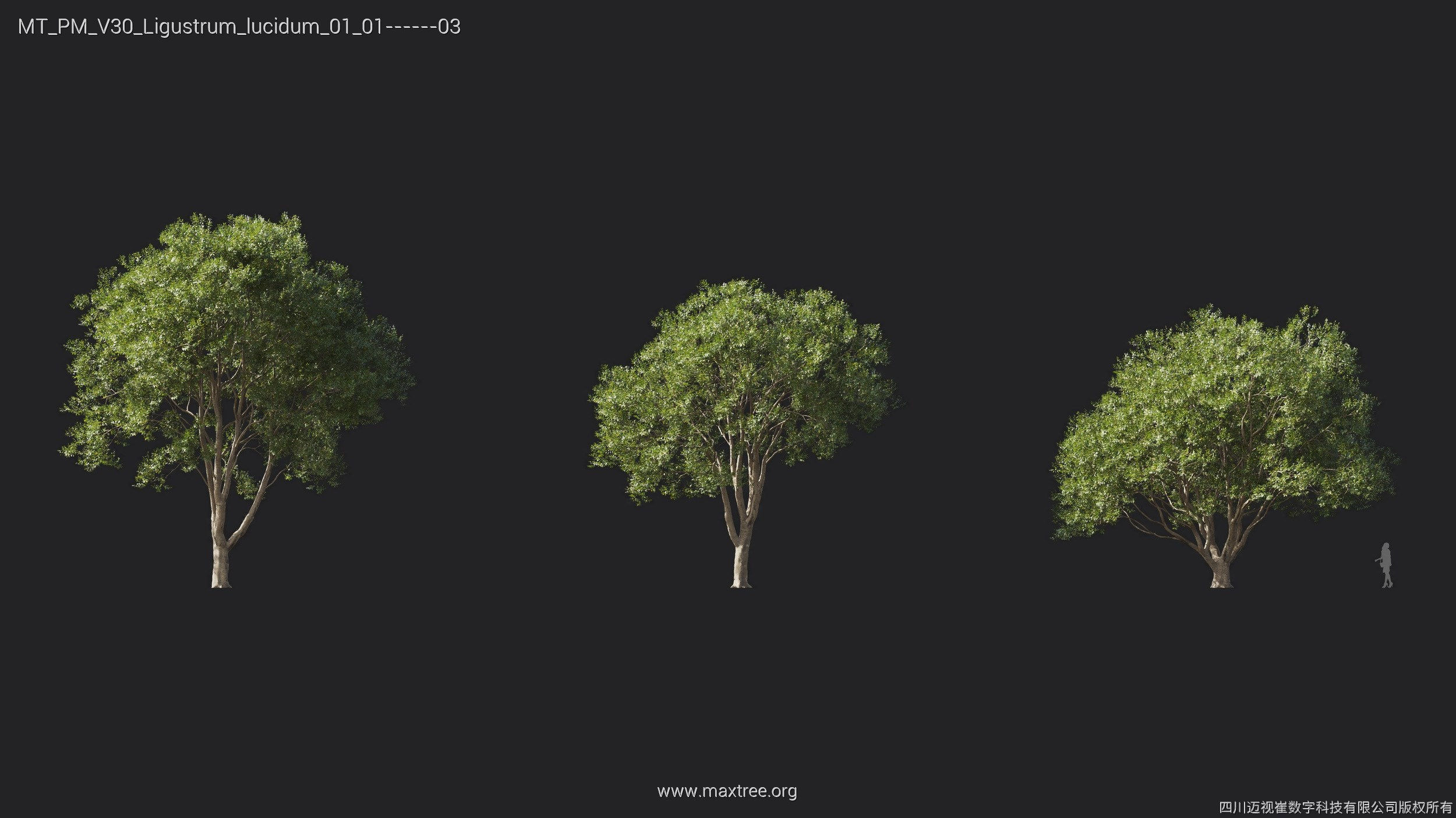Maxtree Plant Models Vol 30 - Mesh 3D model_12