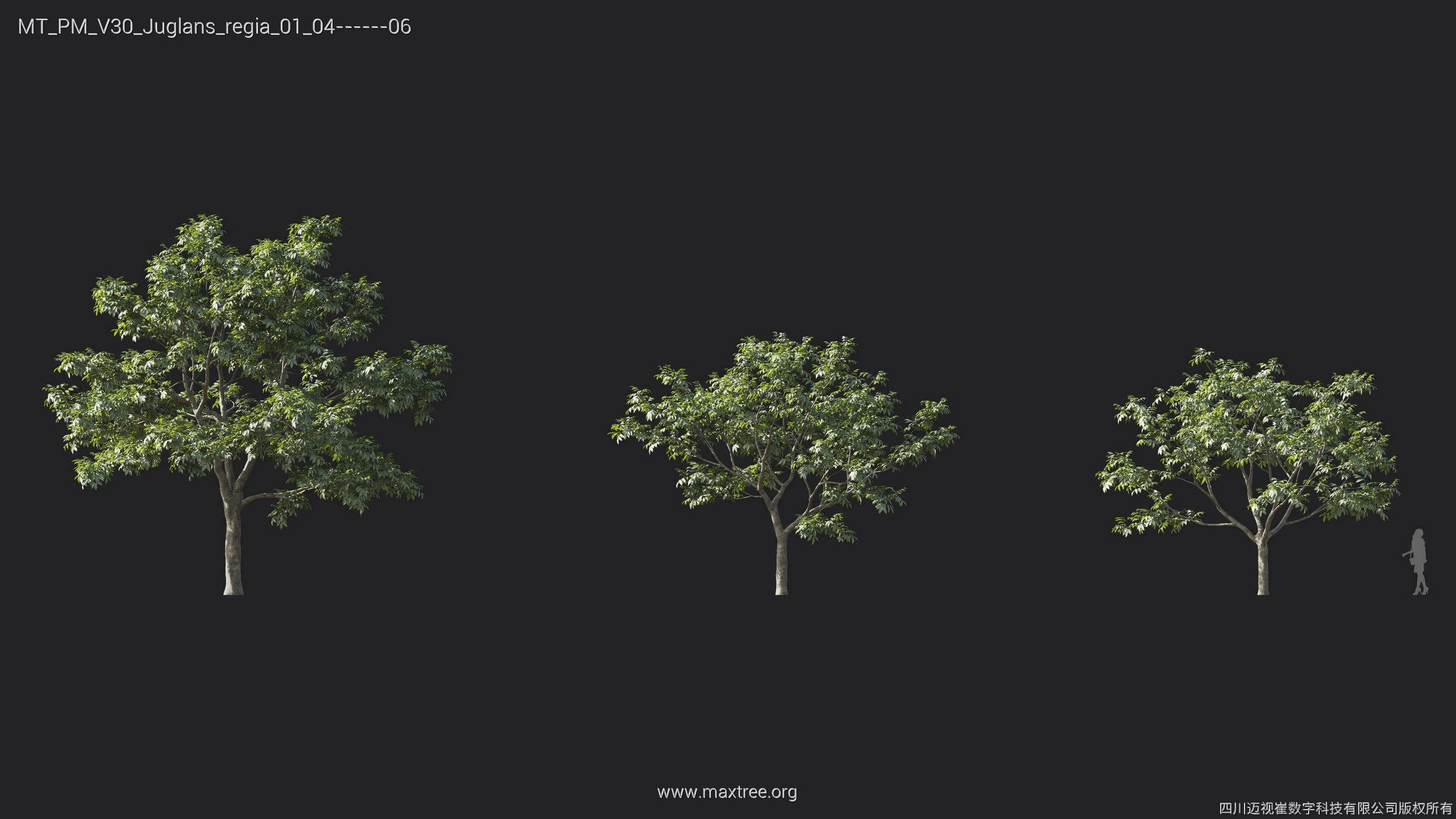 Maxtree Plant Models Vol 30 - Mesh 3D model_9