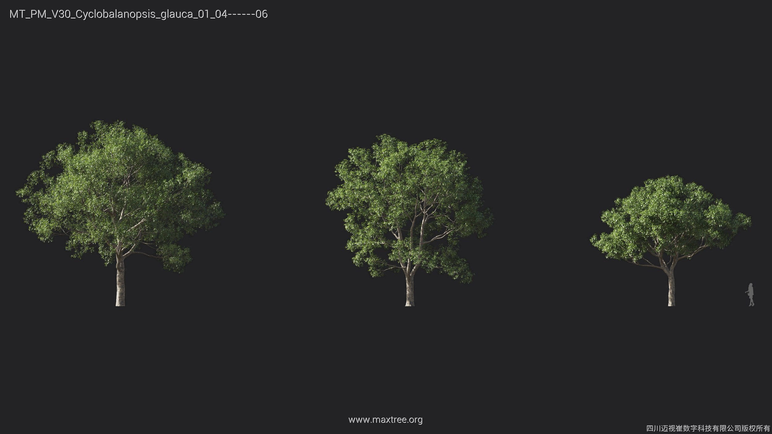 Maxtree Plant Models Vol 30 - Mesh 3D model_7