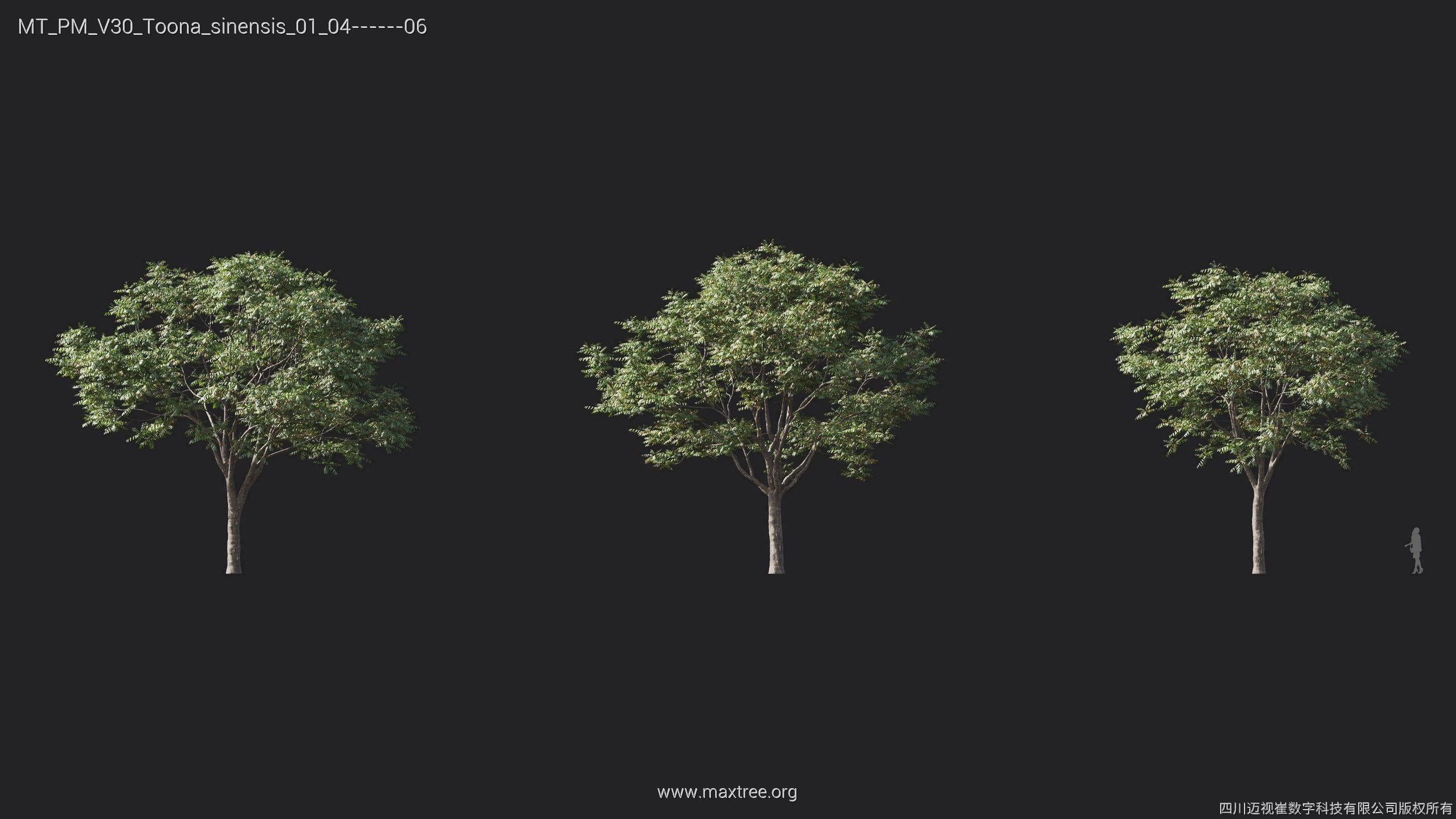 Maxtree Plant Models Vol 30 - Mesh 3D model_25