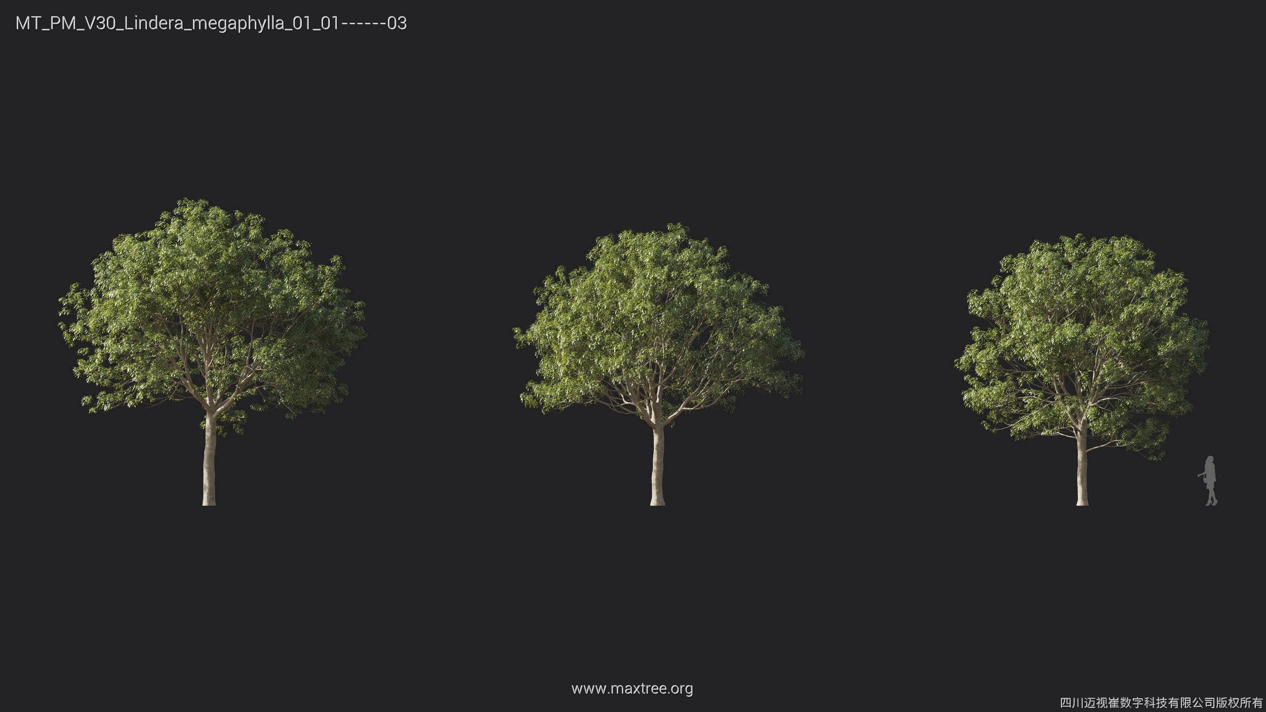 Maxtree Plant Models Vol 30 - Mesh 3D model_14