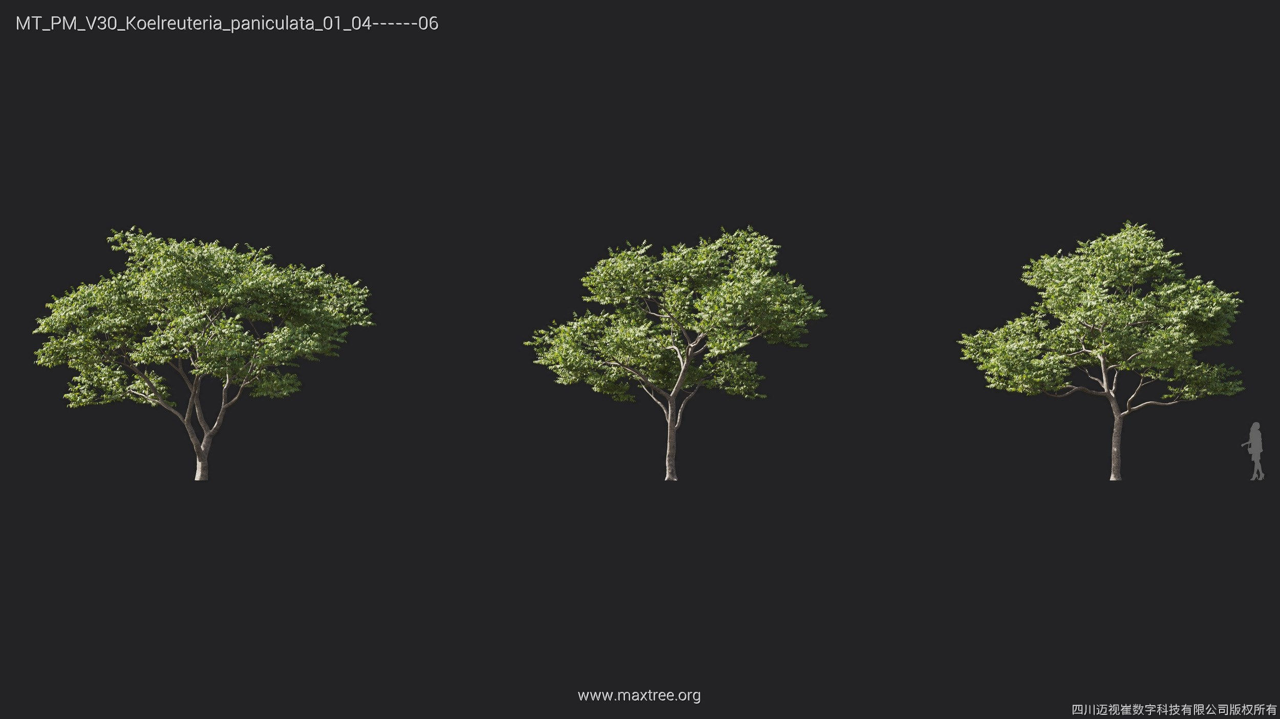 Maxtree Plant Models Vol 30 - Mesh 3D model_11