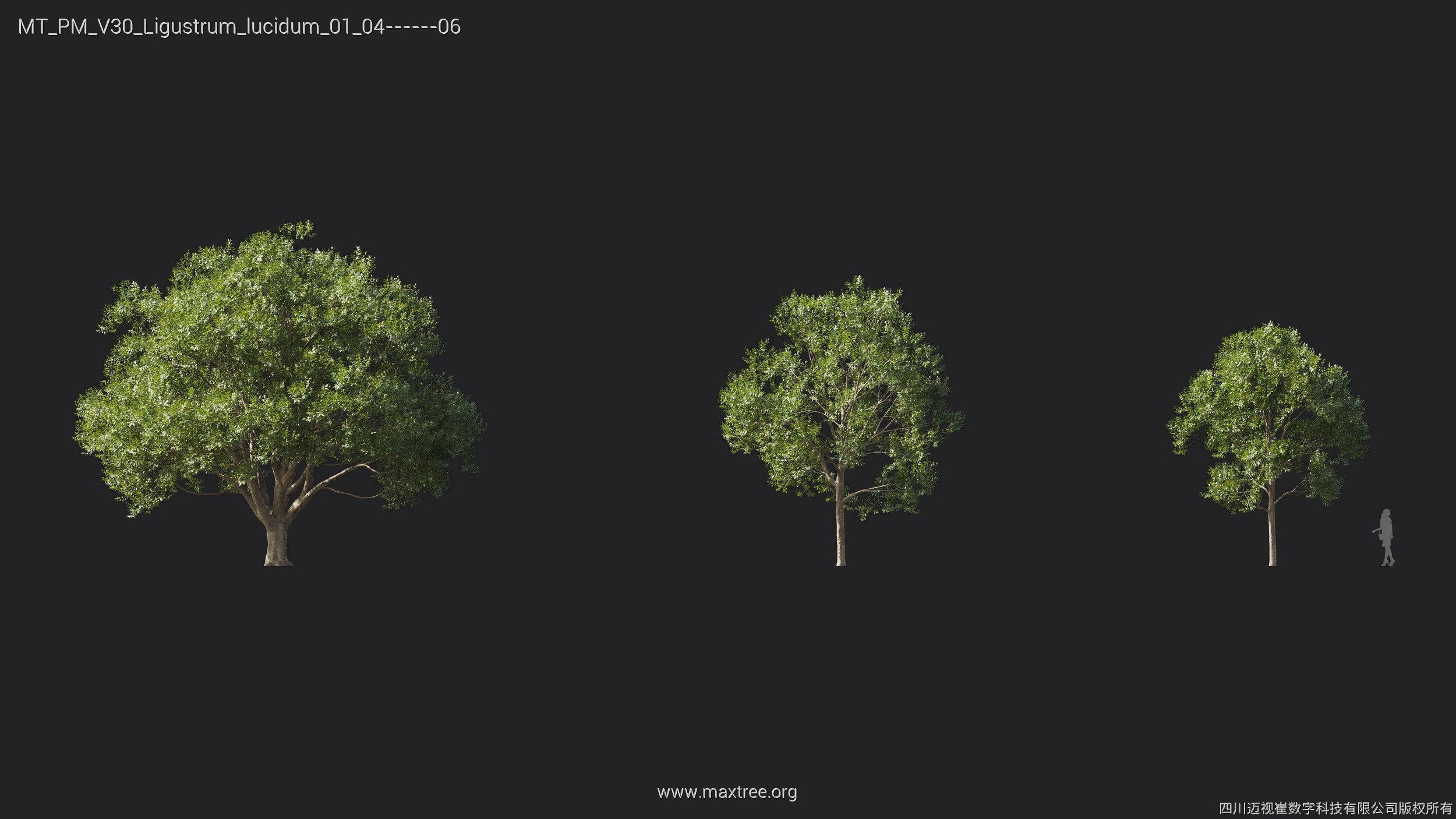 Maxtree Plant Models Vol 30 - Mesh 3D model_13