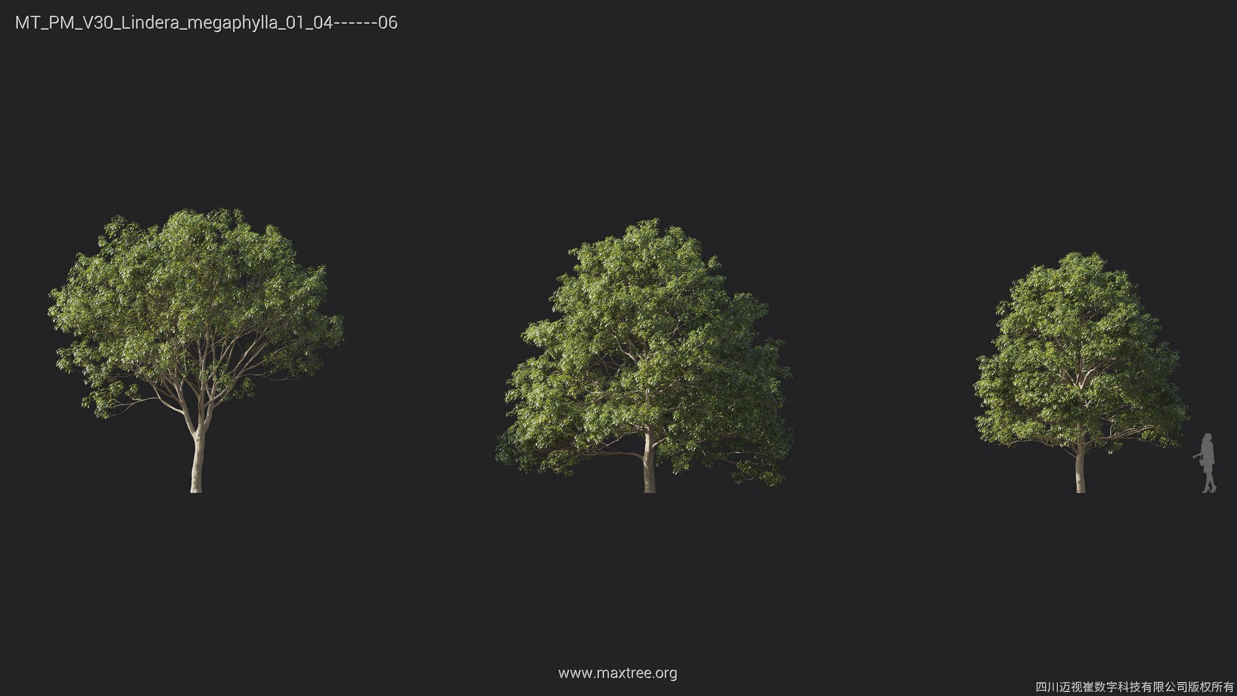 Maxtree Plant Models Vol 30 - Mesh 3D model_15