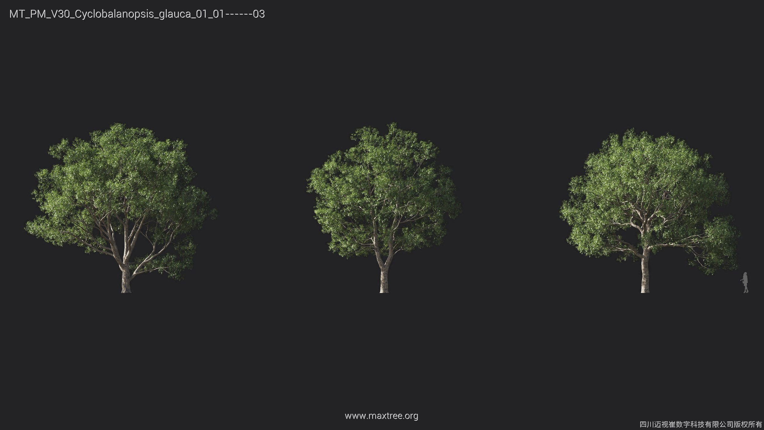 Maxtree Plant Models Vol 30 - Mesh 3D model_6