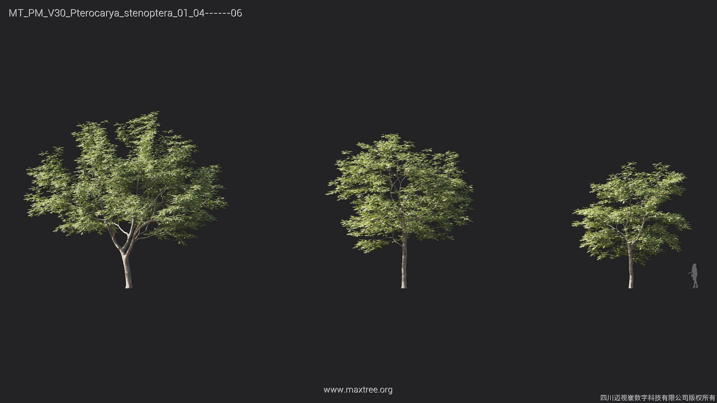 Maxtree Plant Models Vol 30 - Mesh 3D model_21
