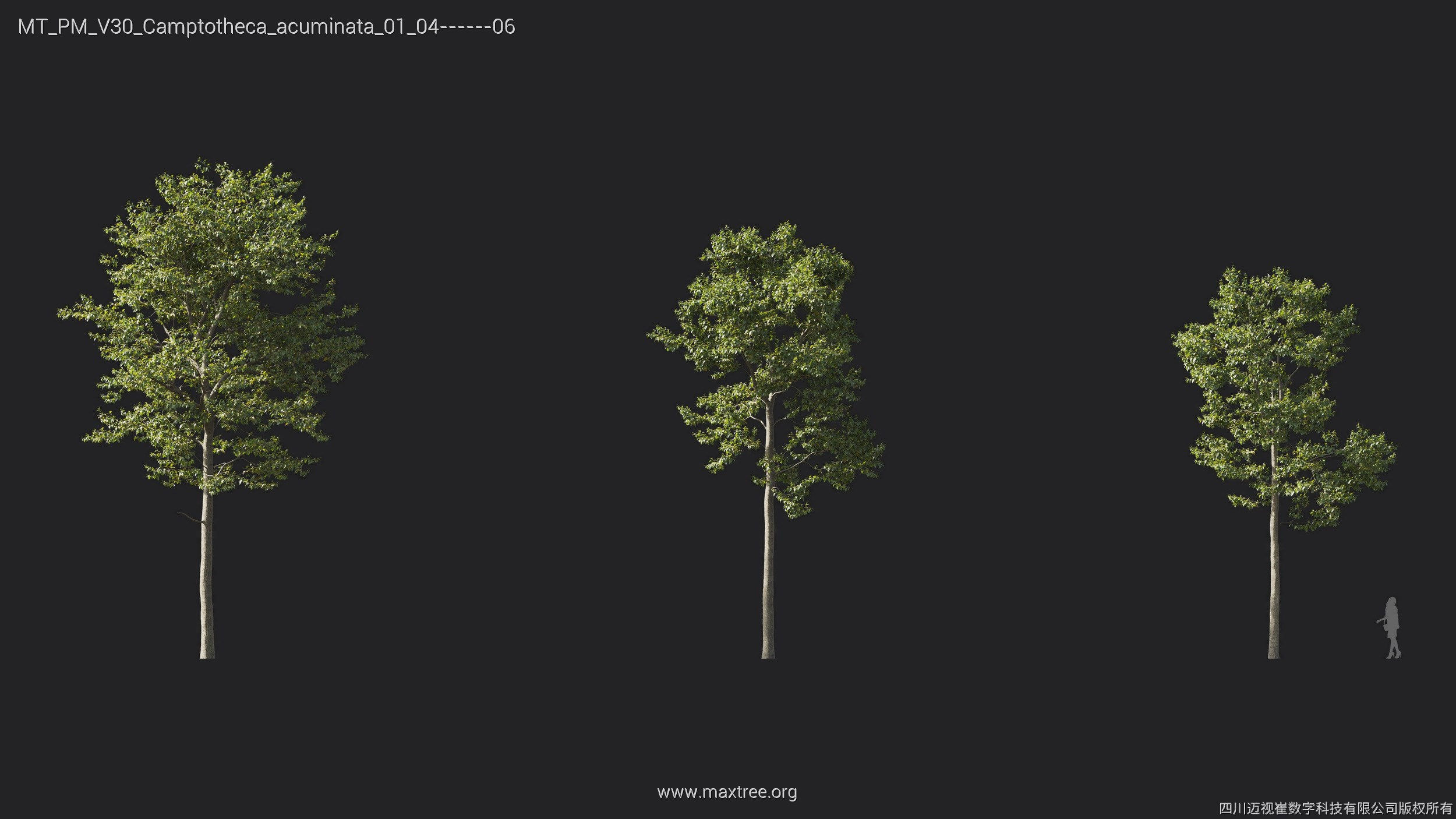 Maxtree Plant Models Vol 30 - Mesh 3D model_5