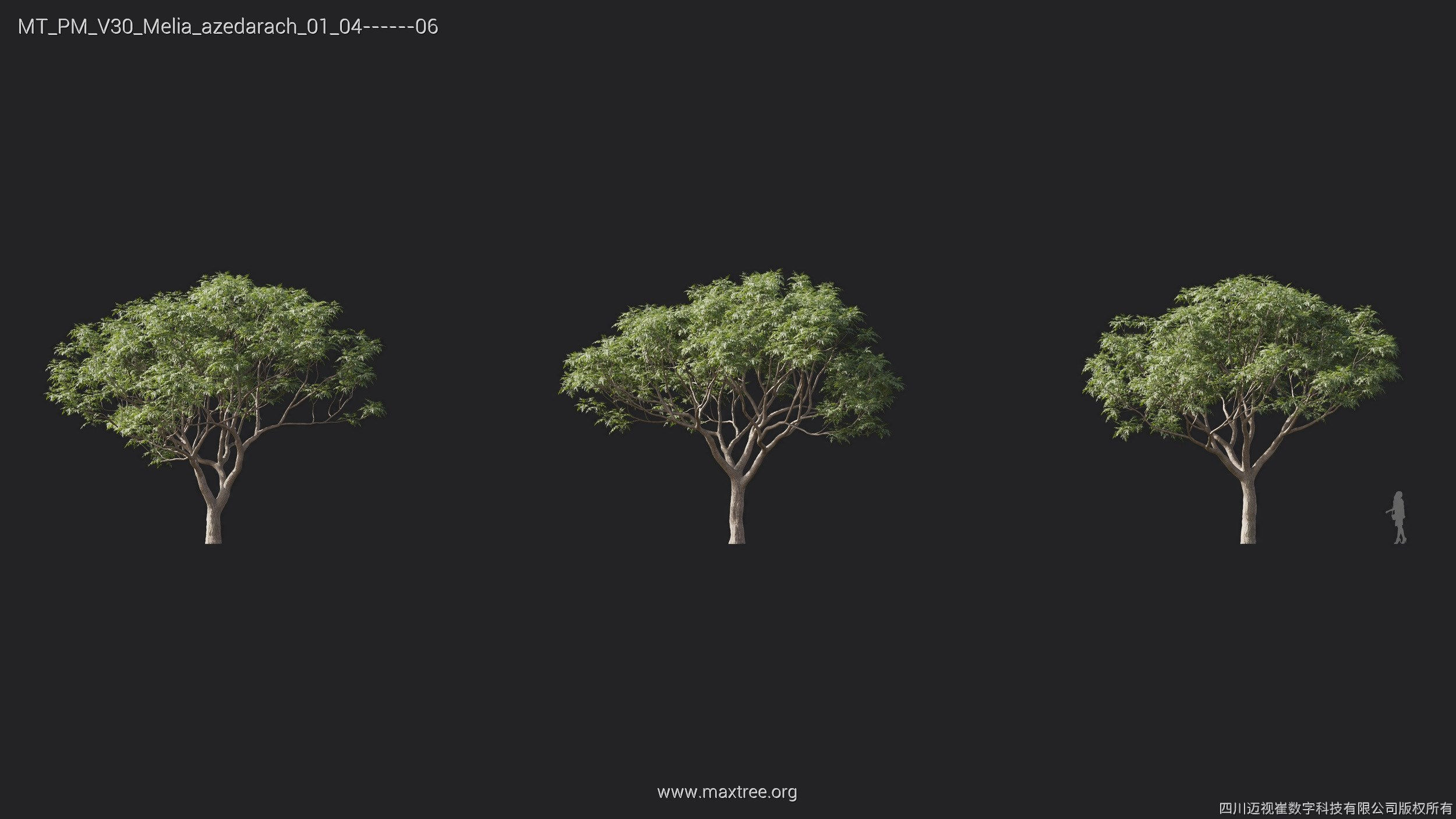 Maxtree Plant Models Vol 30 - Mesh 3D model_17