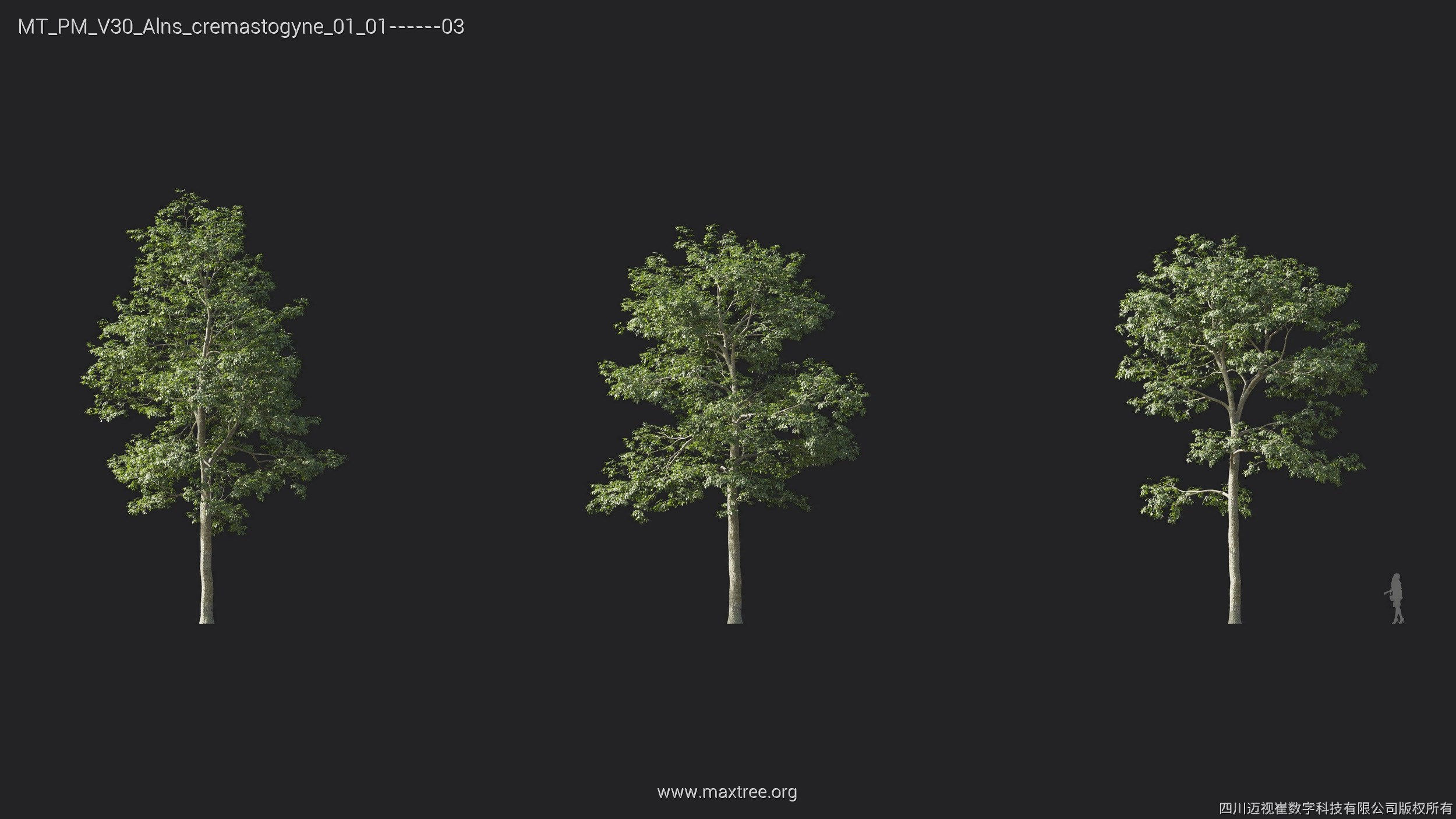 Maxtree Plant Models Vol 30 - Mesh 3D model_2