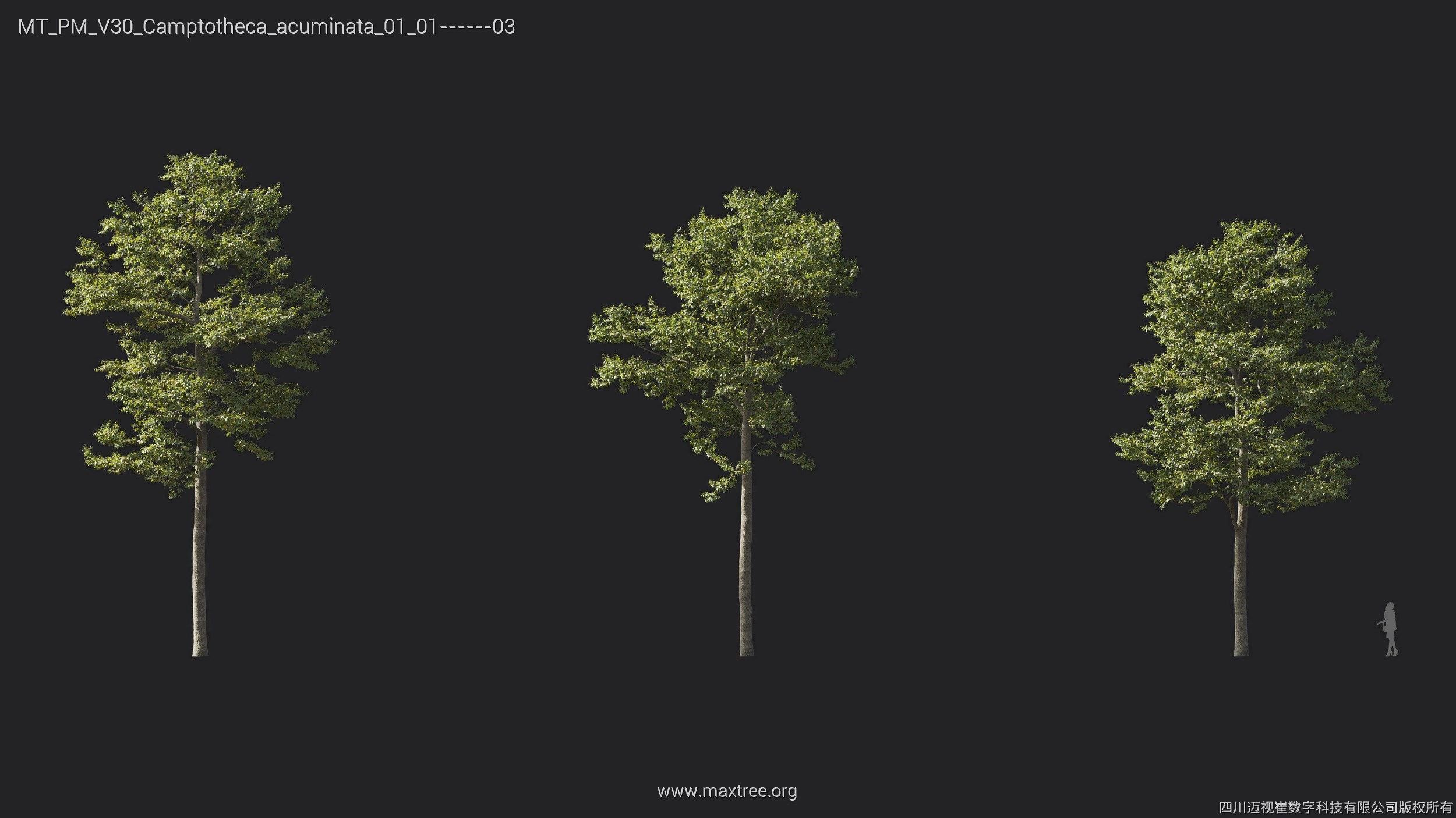 Maxtree Plant Models Vol 30 - Mesh 3D model_4