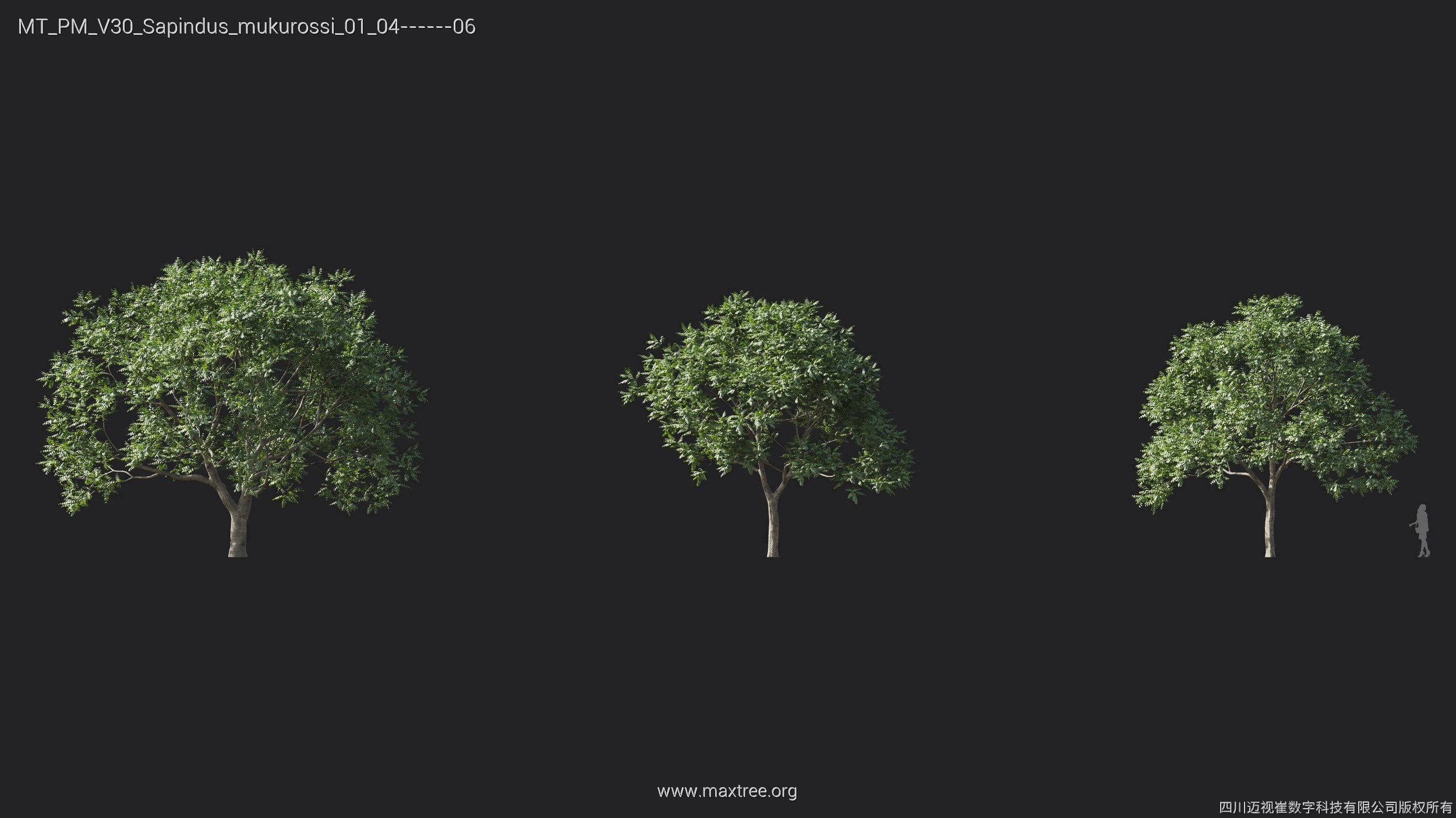 Maxtree Plant Models Vol 30 - Mesh 3D model_23