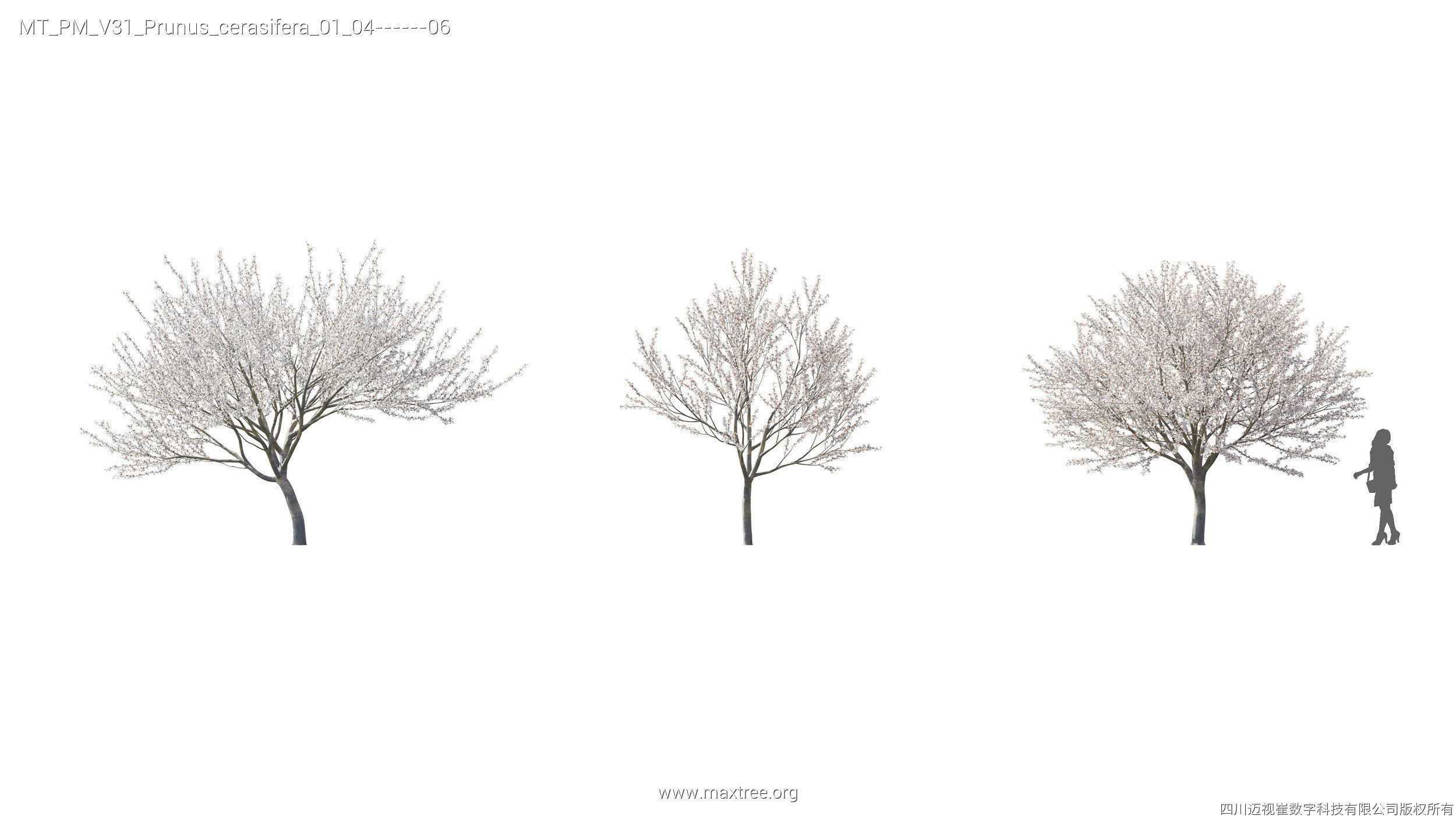 Maxtree Plant Models Vol 31 - Mesh 3D model_24