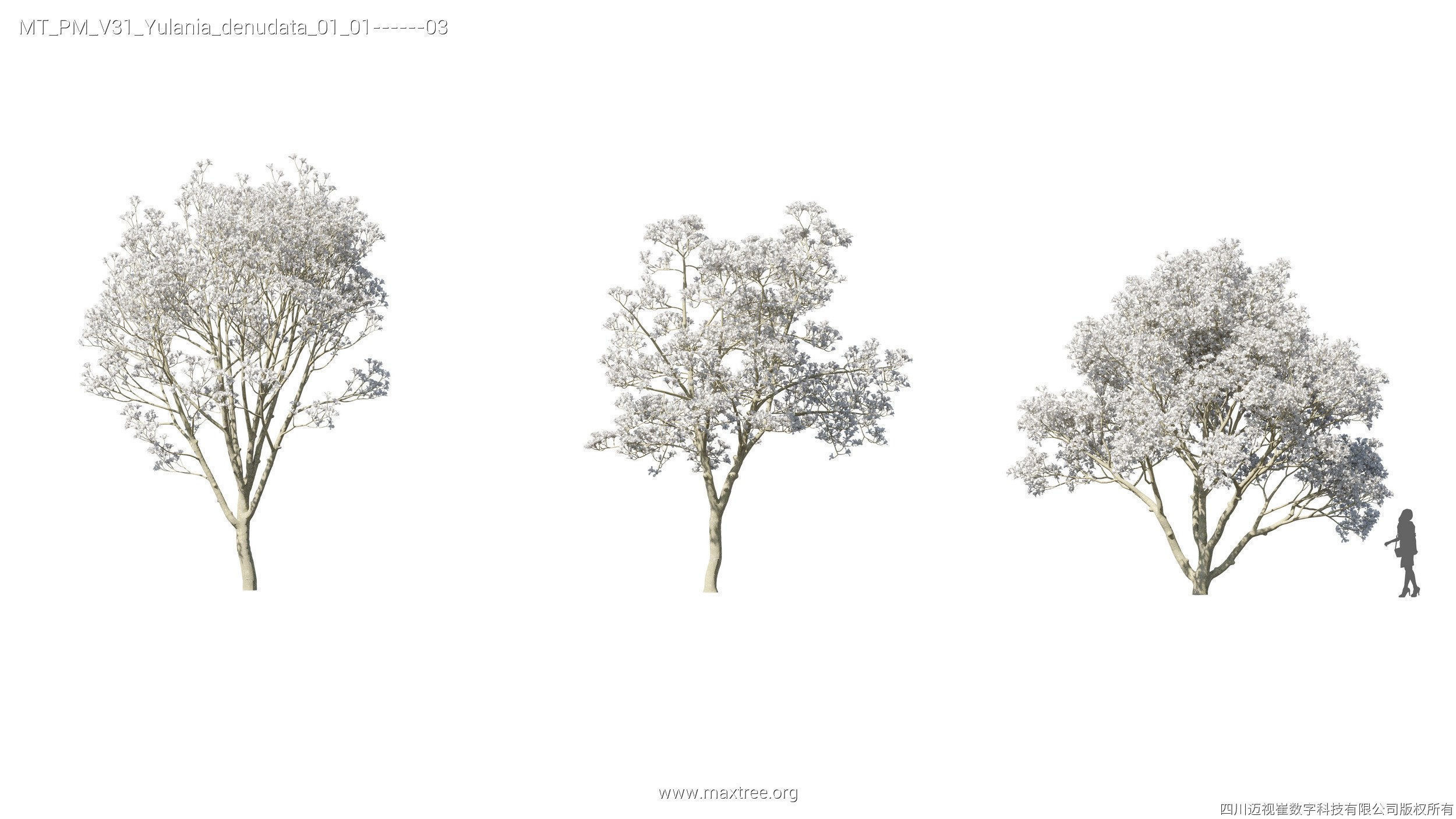 Maxtree Plant Models Vol 31 - Mesh 3D model_27