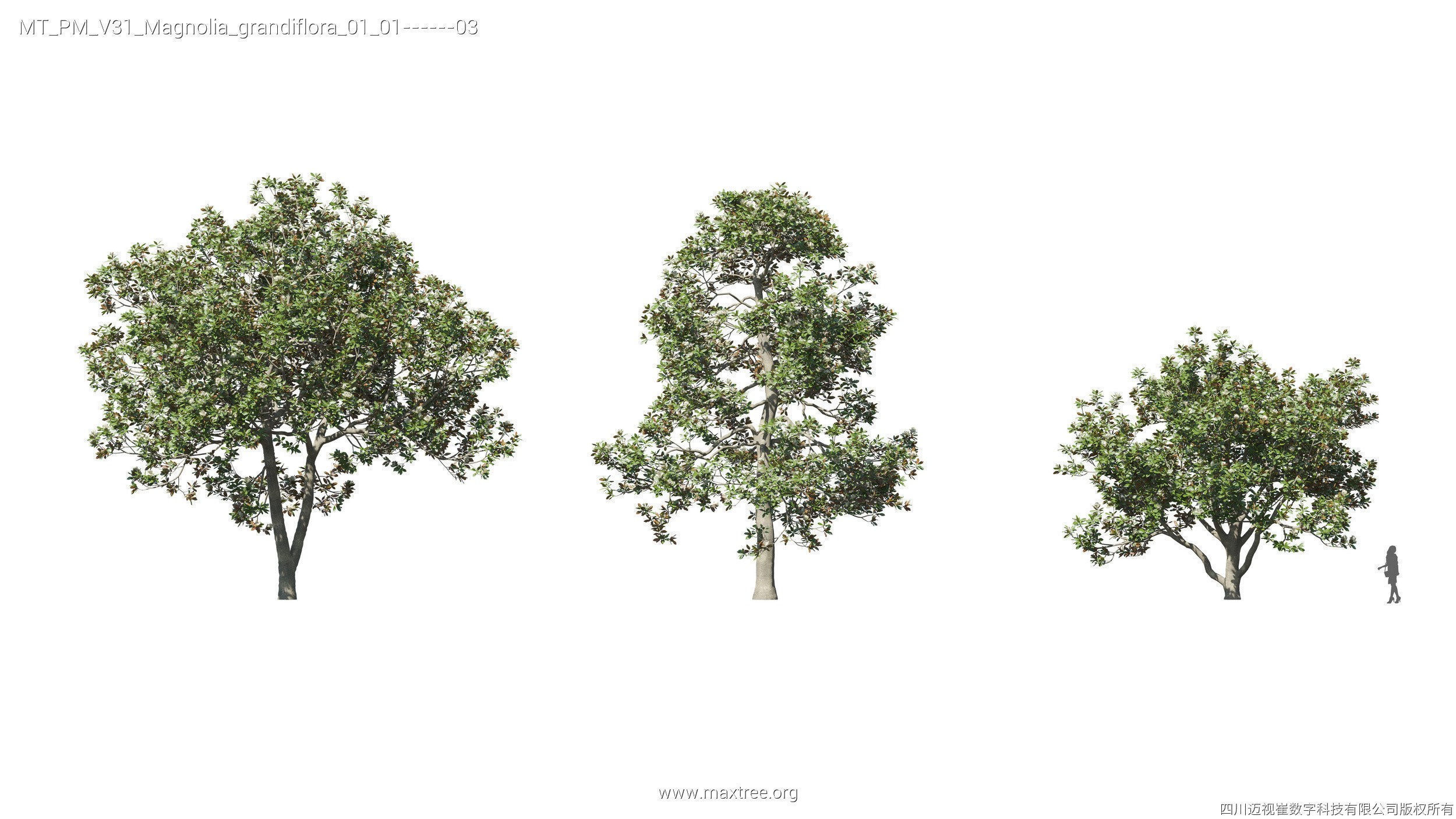 Maxtree Plant Models Vol 31 - Mesh 3D model_15