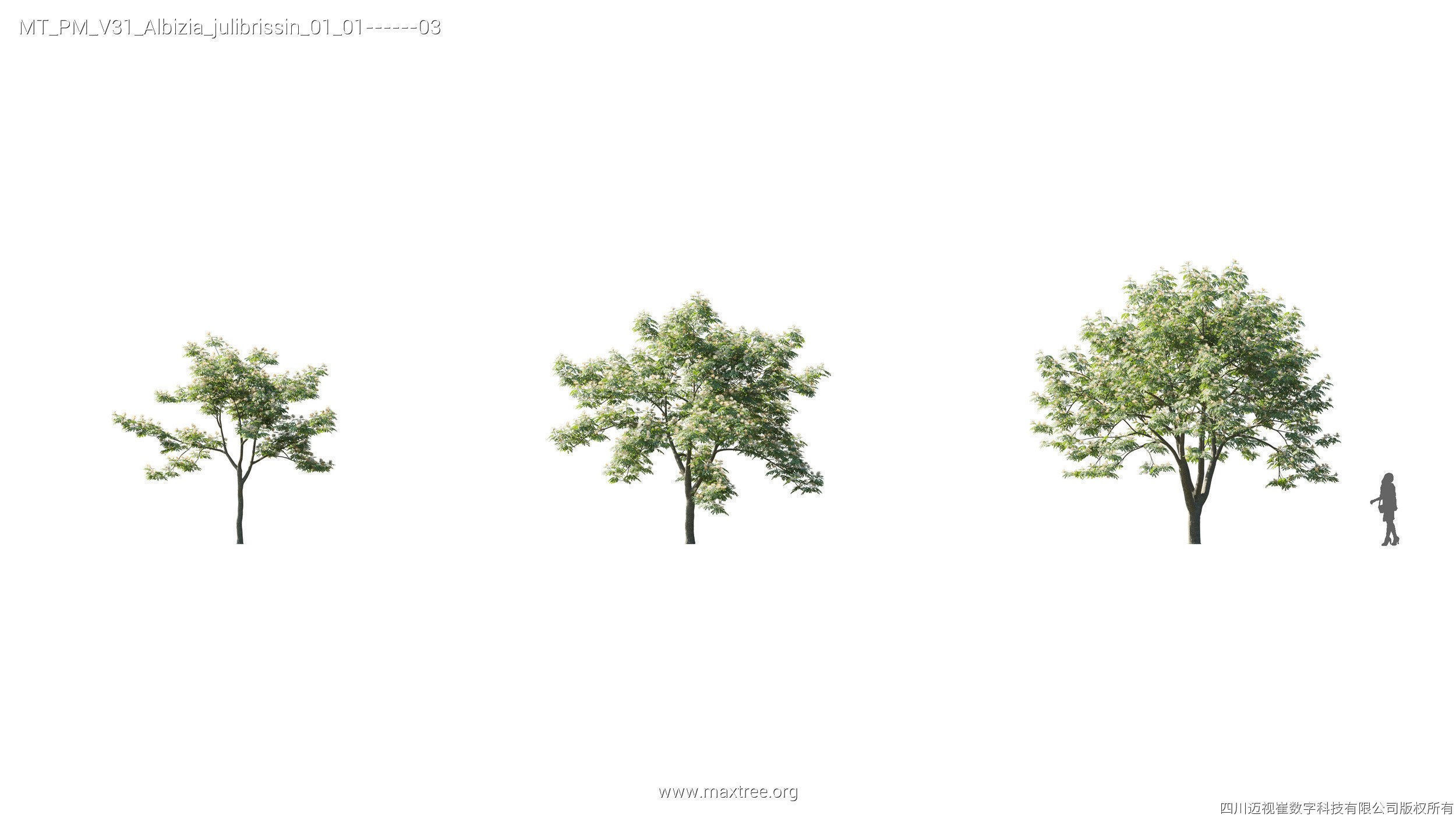 Maxtree Plant Models Vol 31 - Mesh 3D model_5