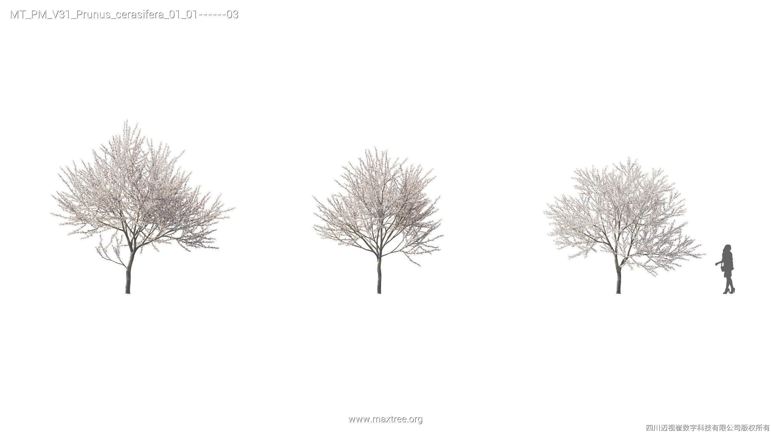 Maxtree Plant Models Vol 31 - Mesh 3D model_23