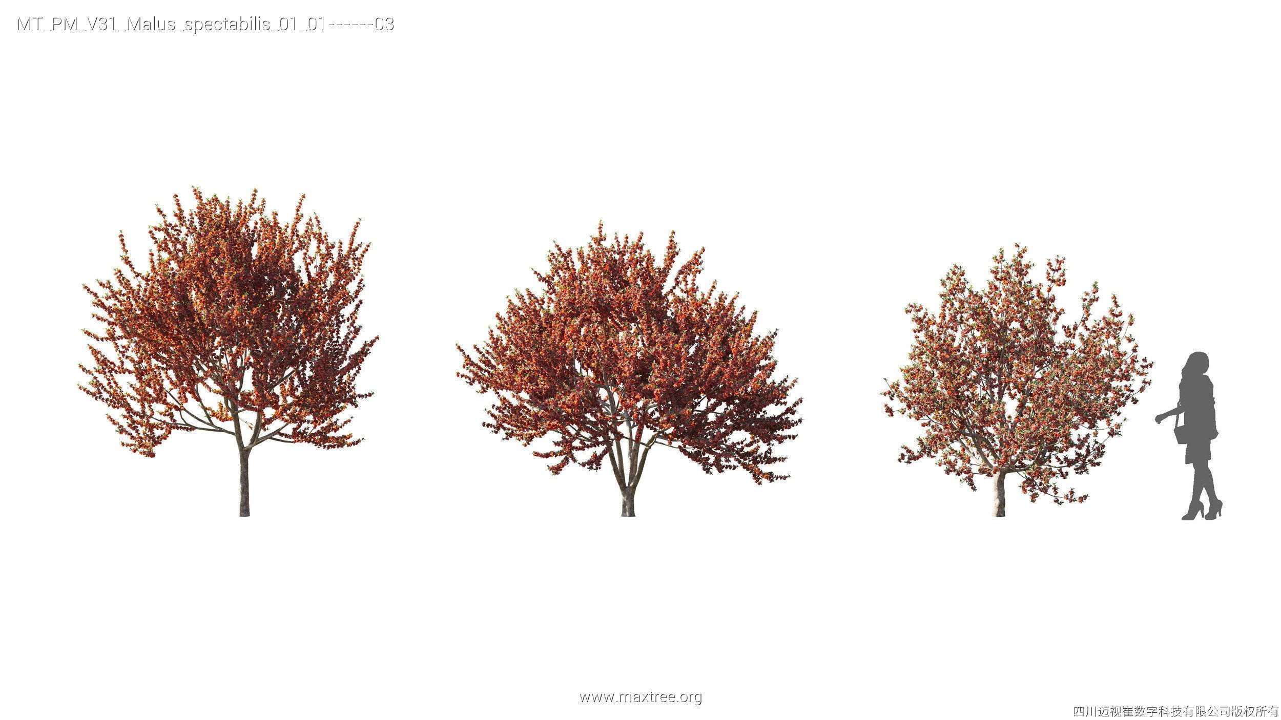 Maxtree Plant Models Vol 31 - Mesh 3D model_17