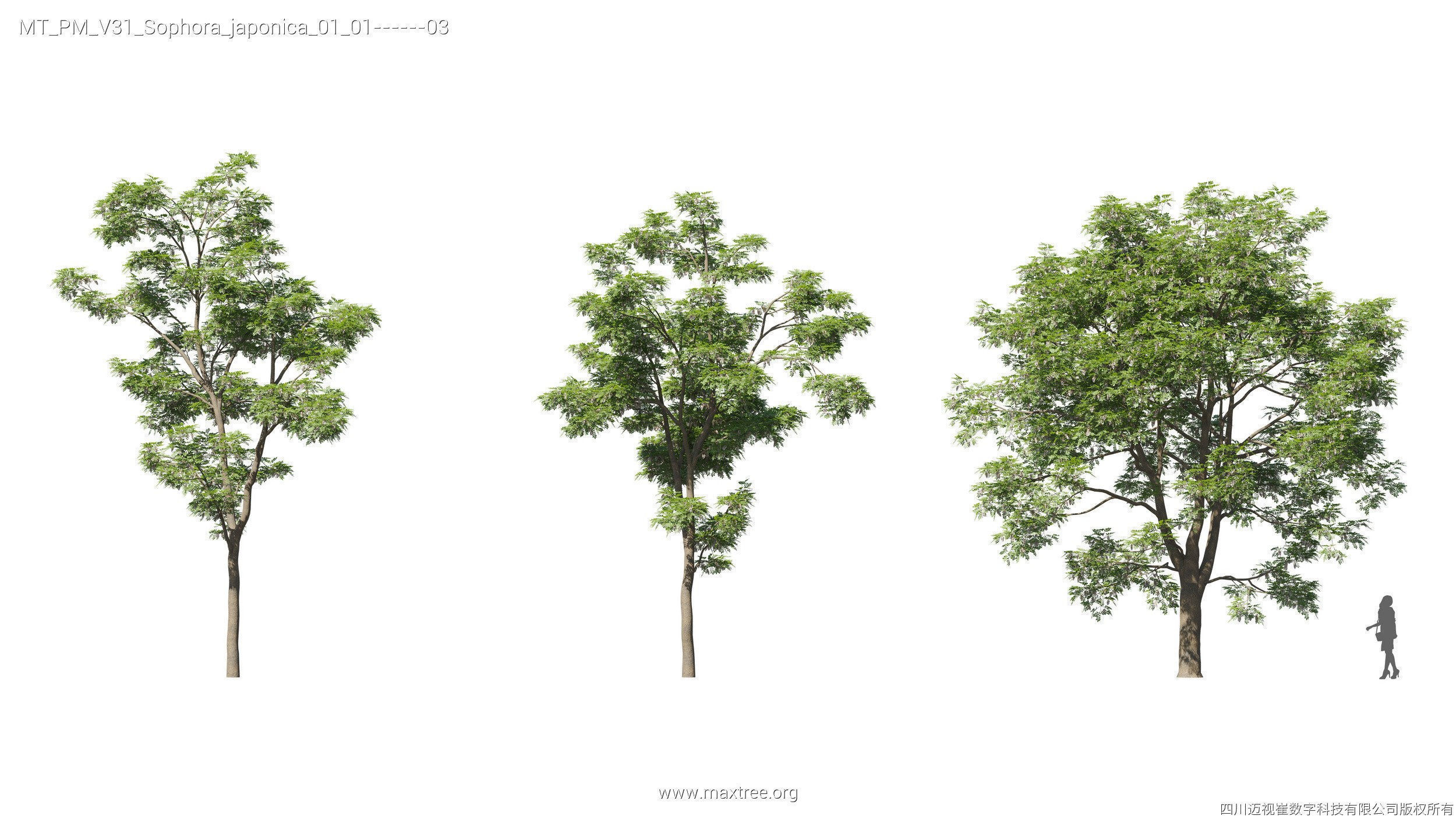 Maxtree Plant Models Vol 31 - Mesh 3D model_25