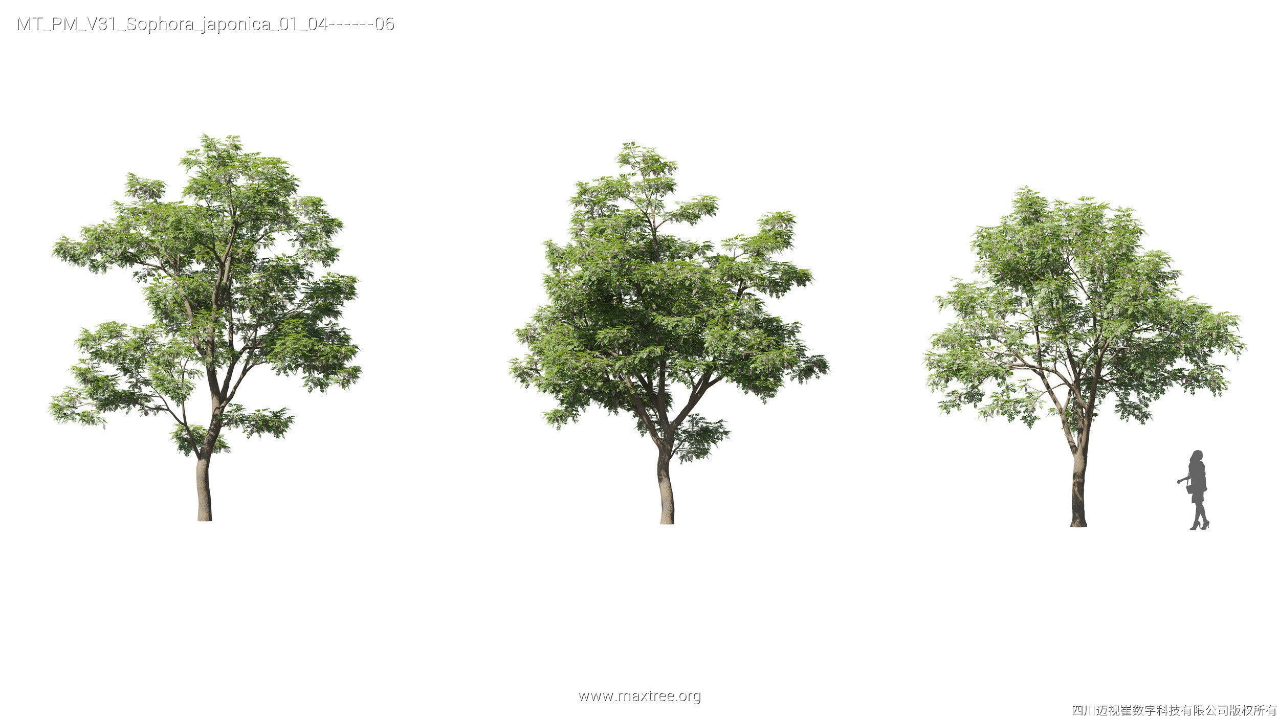Maxtree Plant Models Vol 31 - Mesh 3D model_26
