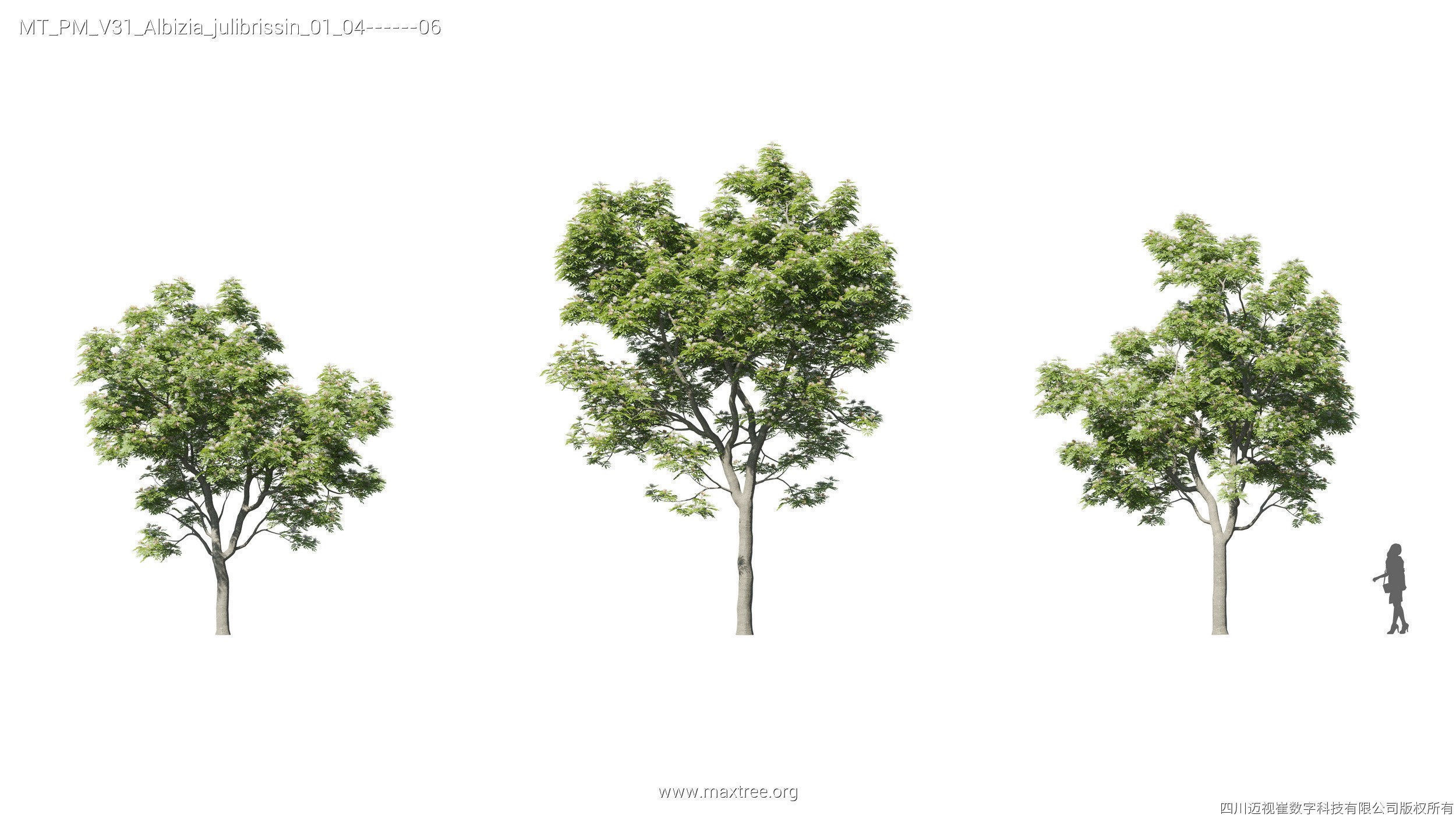 Maxtree Plant Models Vol 31 - Mesh 3D model_6